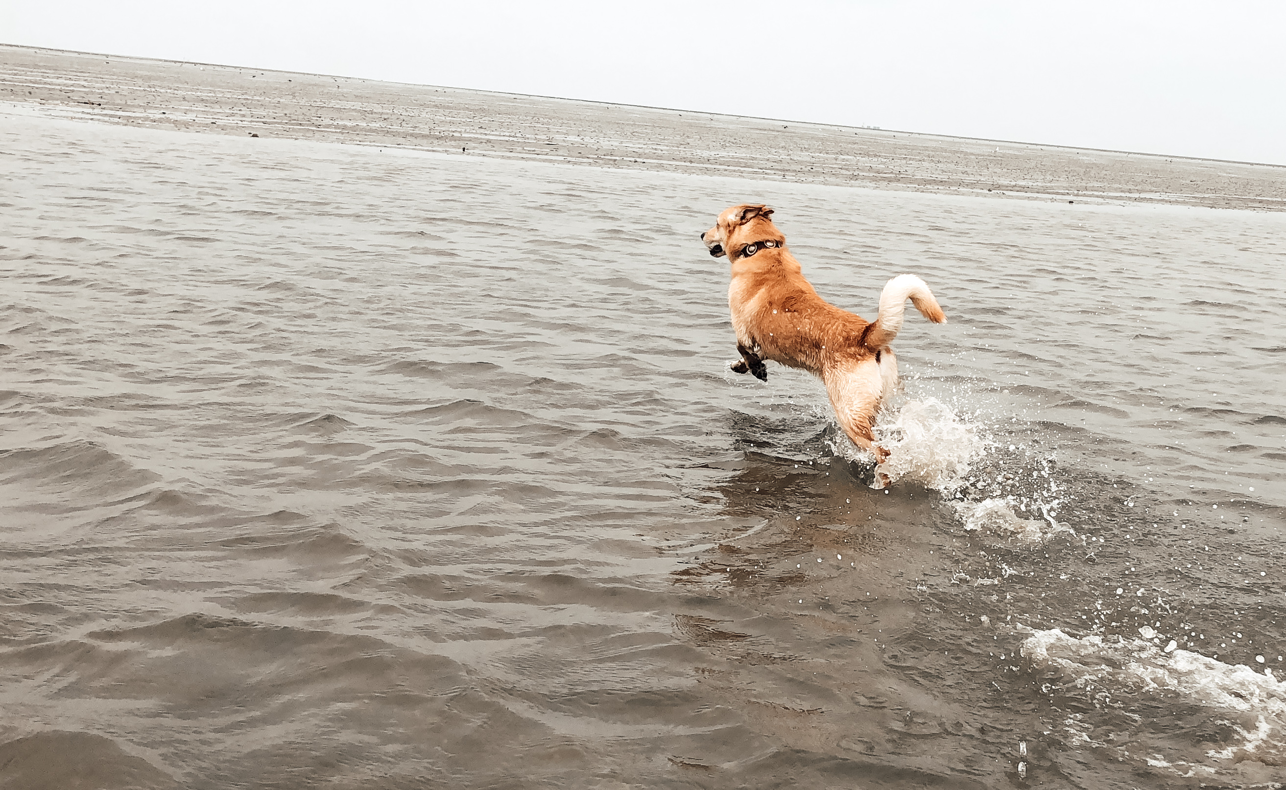 Ein Hund rennt frei durchs flache Wasser, kraftvoll und ausgerichtet. 