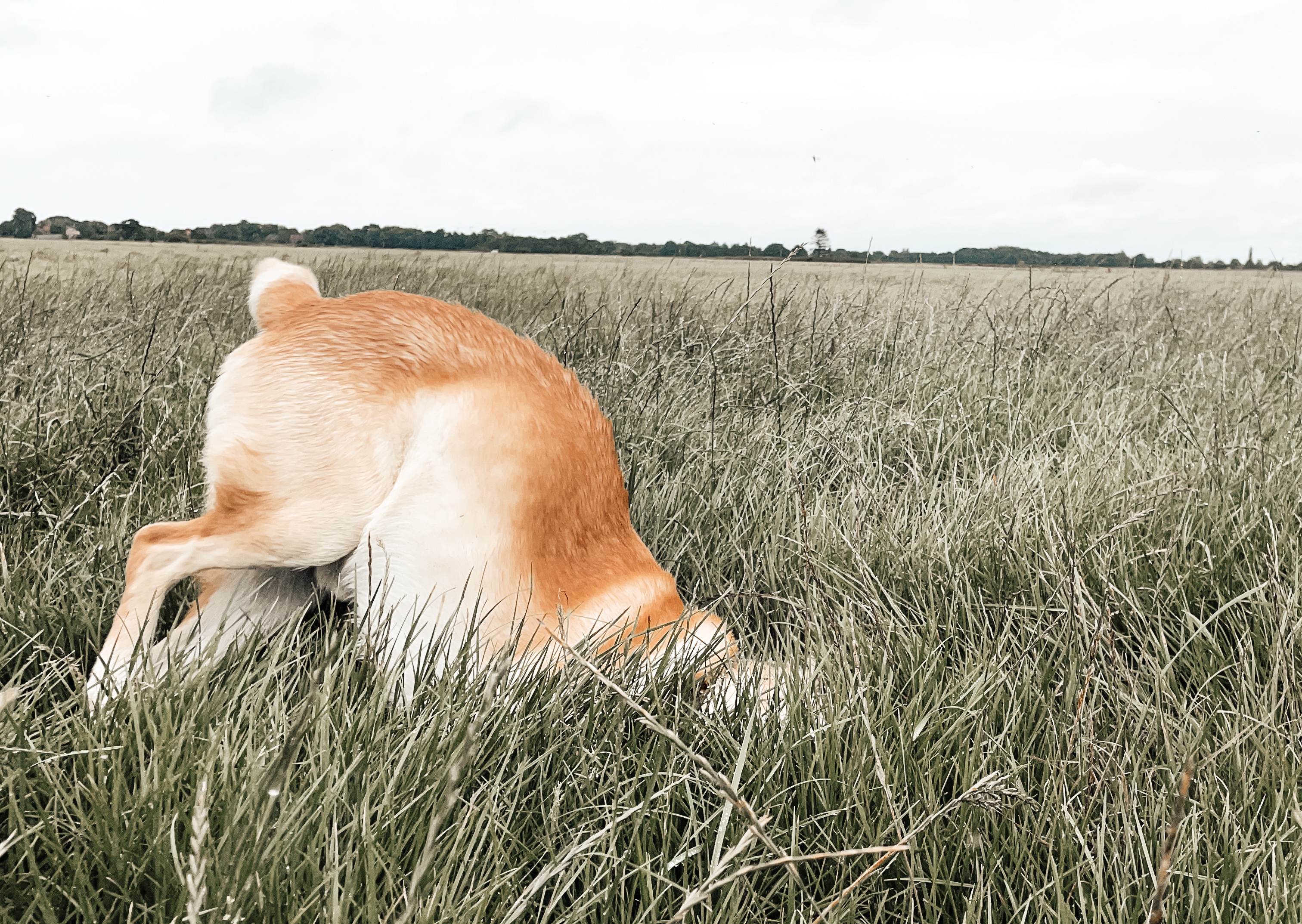 Ein Hund taucht mit dem Kopf tief ins hohe Gras ein – nur das Hinterteil ist sichtbar. 