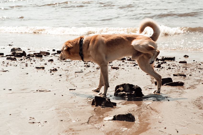 Ein Hund am Strand hebt das Bein – ein stilles Statement gegen Dressur und Funktionieren.