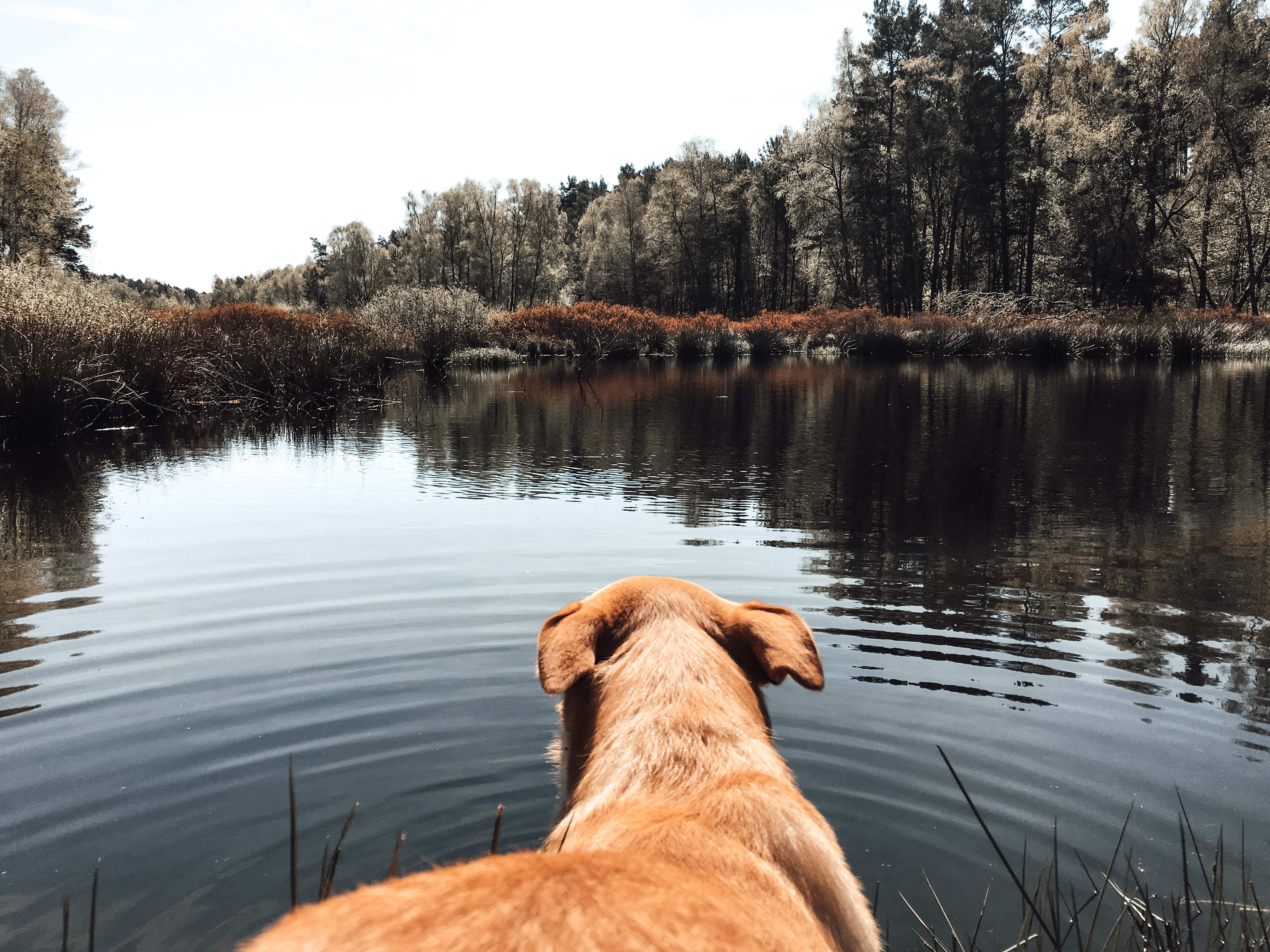 Ein Hund schaut auf einen ruhigen See – Blick nach vorn, ruhig und aufmerksam. 