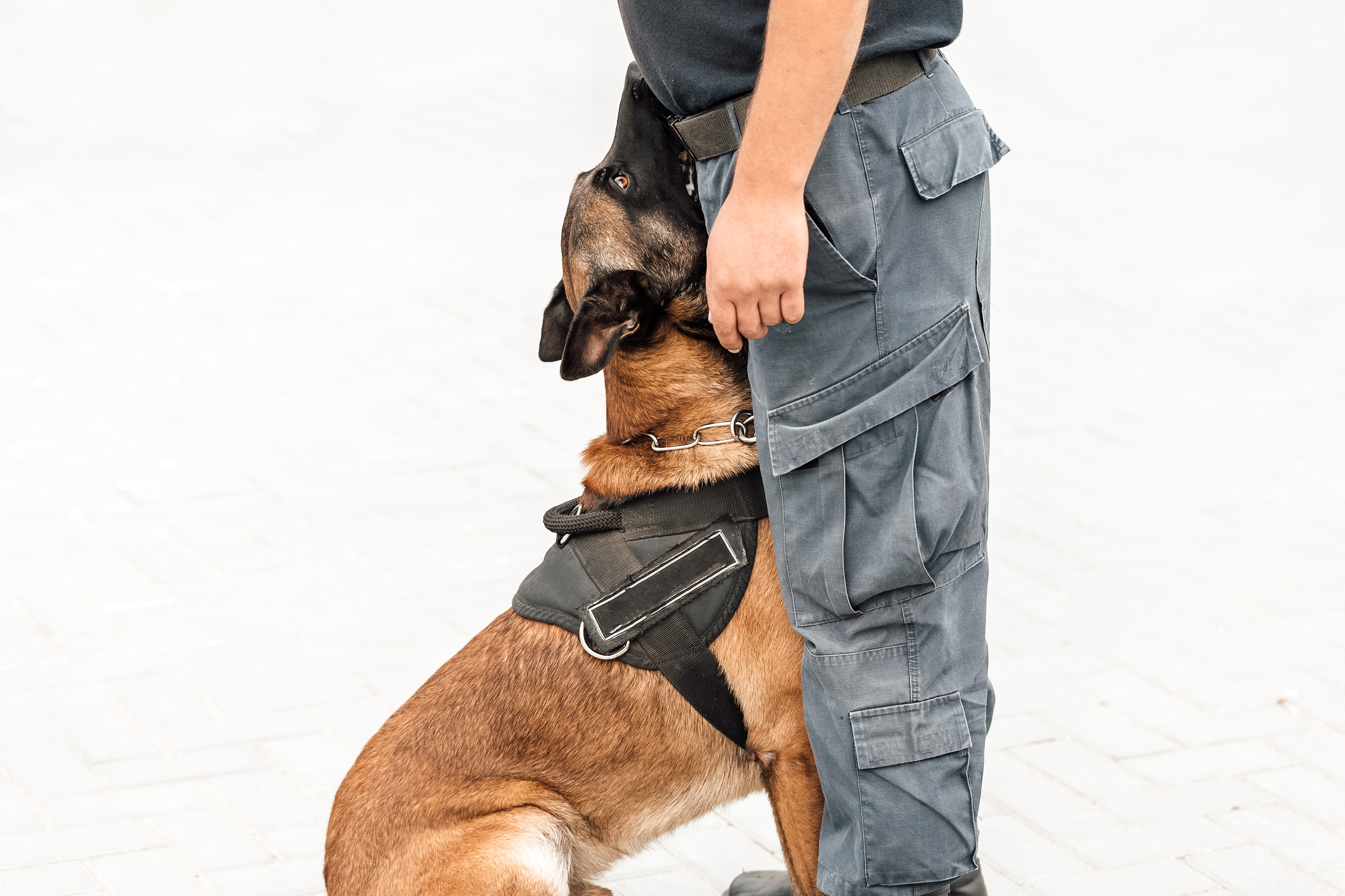 Ein Hund sitzt dicht neben einem Menschen und schaut kontrolliert zu ihm auf. 