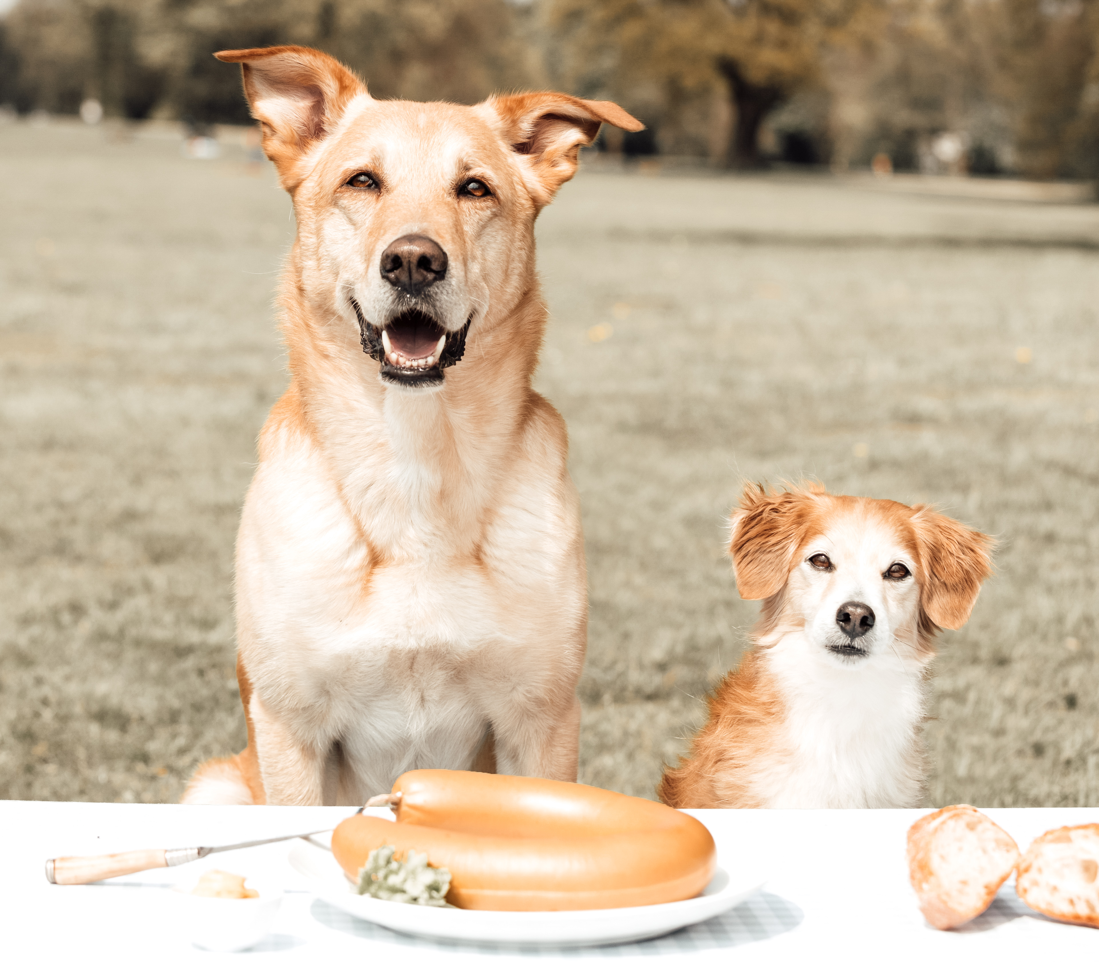Zwei Hunde sitzen aufmerksam vor einem gedeckten Tisch mit Wurst, Brot und Besteck im Park. 