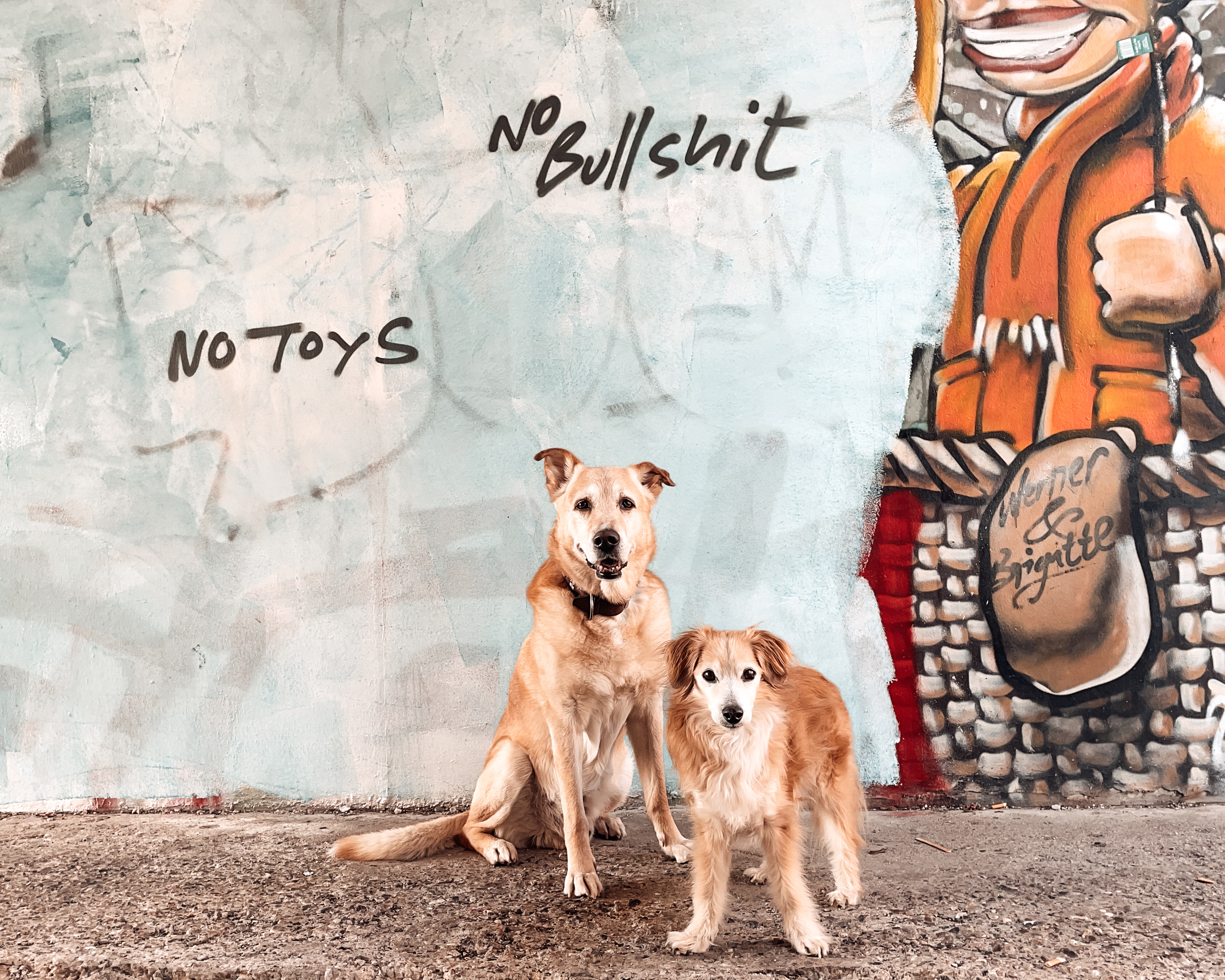 Zwei Hunde sitzen vor einer bemalten Wand mit den Worten „NO BULLSHIT“ und „NO TOYS“ – eine klare Botschaft gegen Oberflächlichkeit im Hundetraining. 