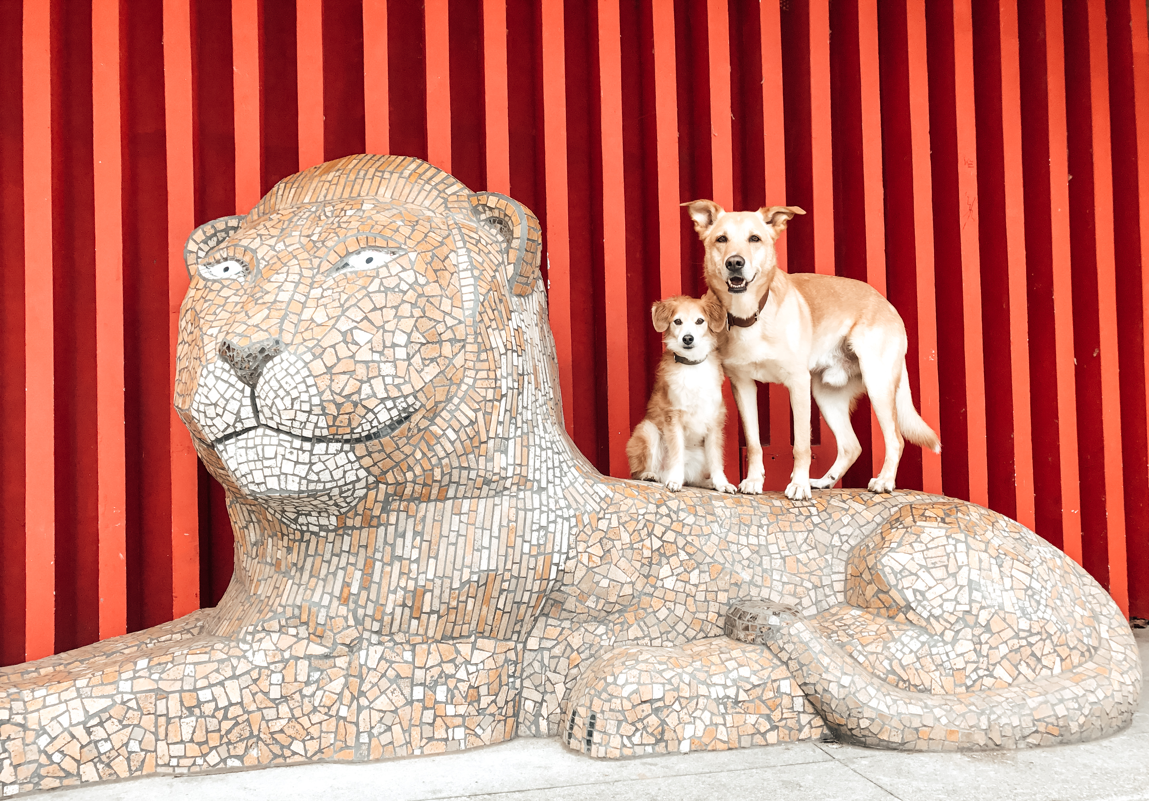Zwei Hunde stehen souverän auf einer Mosaikskulptur eines liegenden Löwen. 