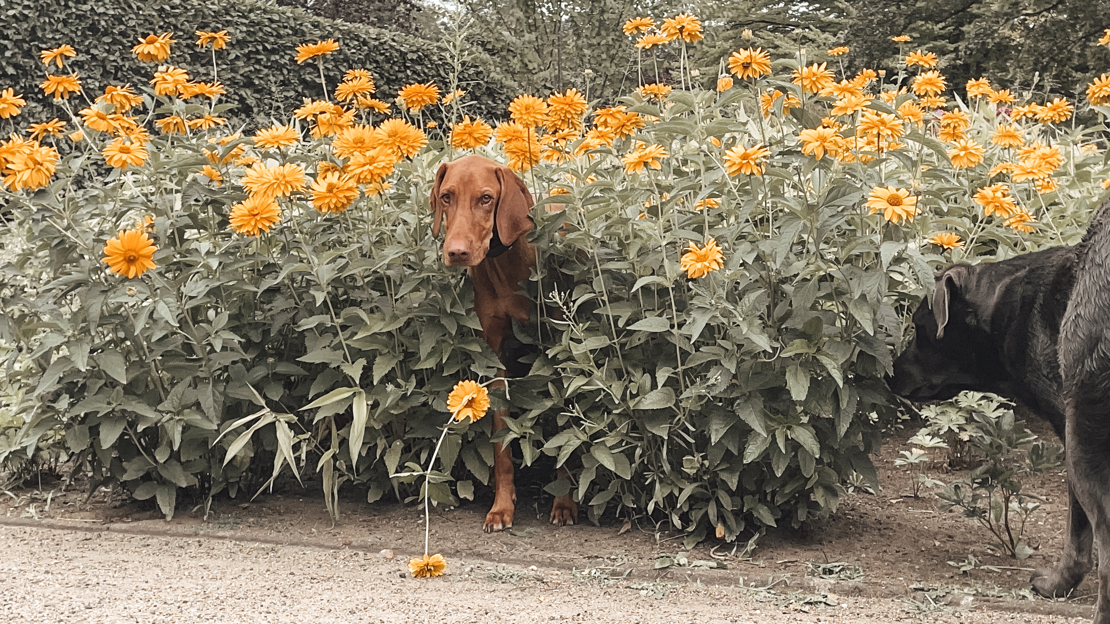 Zwei Hunde stehen inmitten gelber Blumen, einer schaut heraus, der andere schnuppert. 