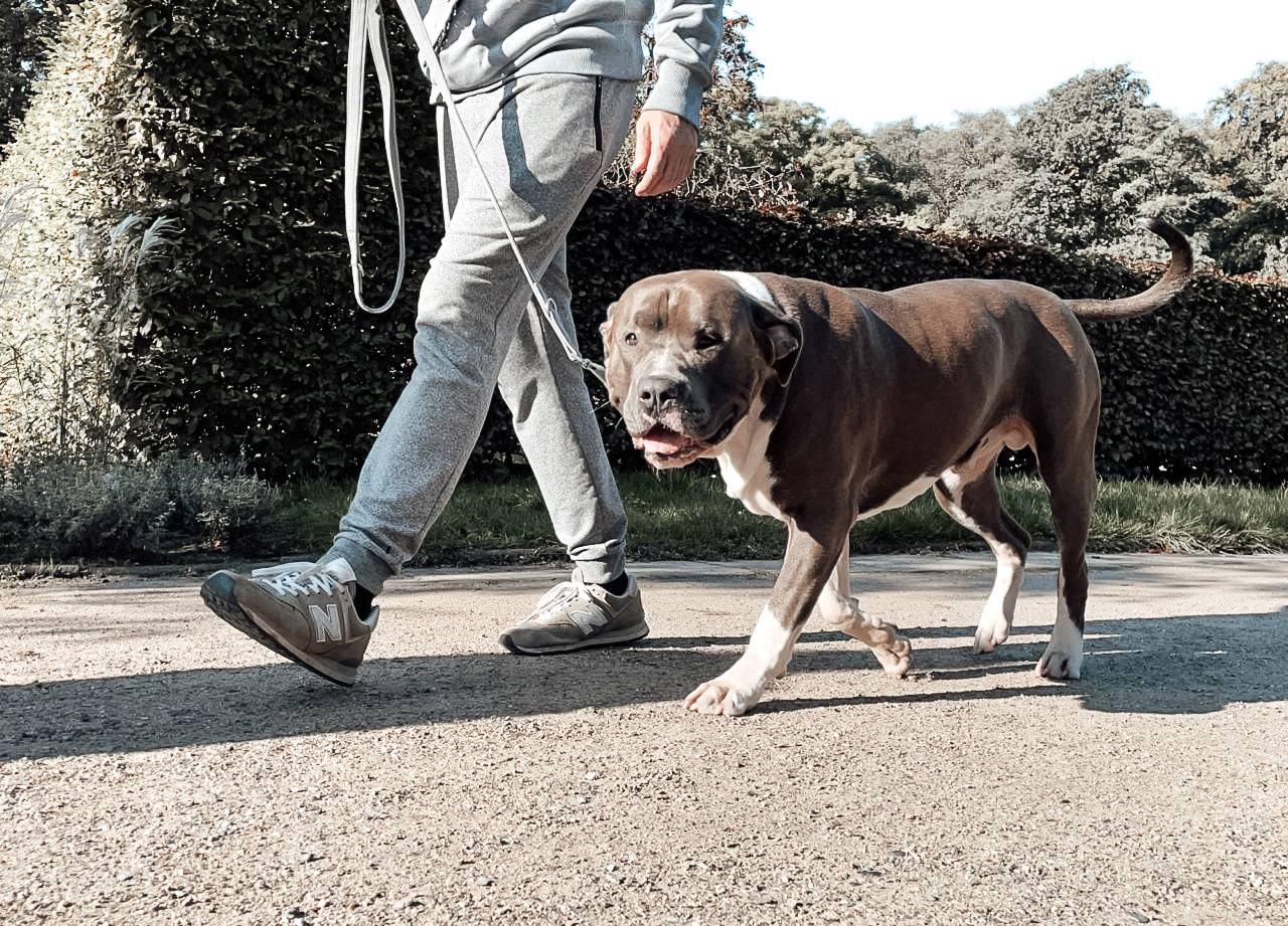 Hundetraining-Hamburg-01_0003_Ebene 0