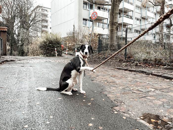 hundetraining-hamburg-f3