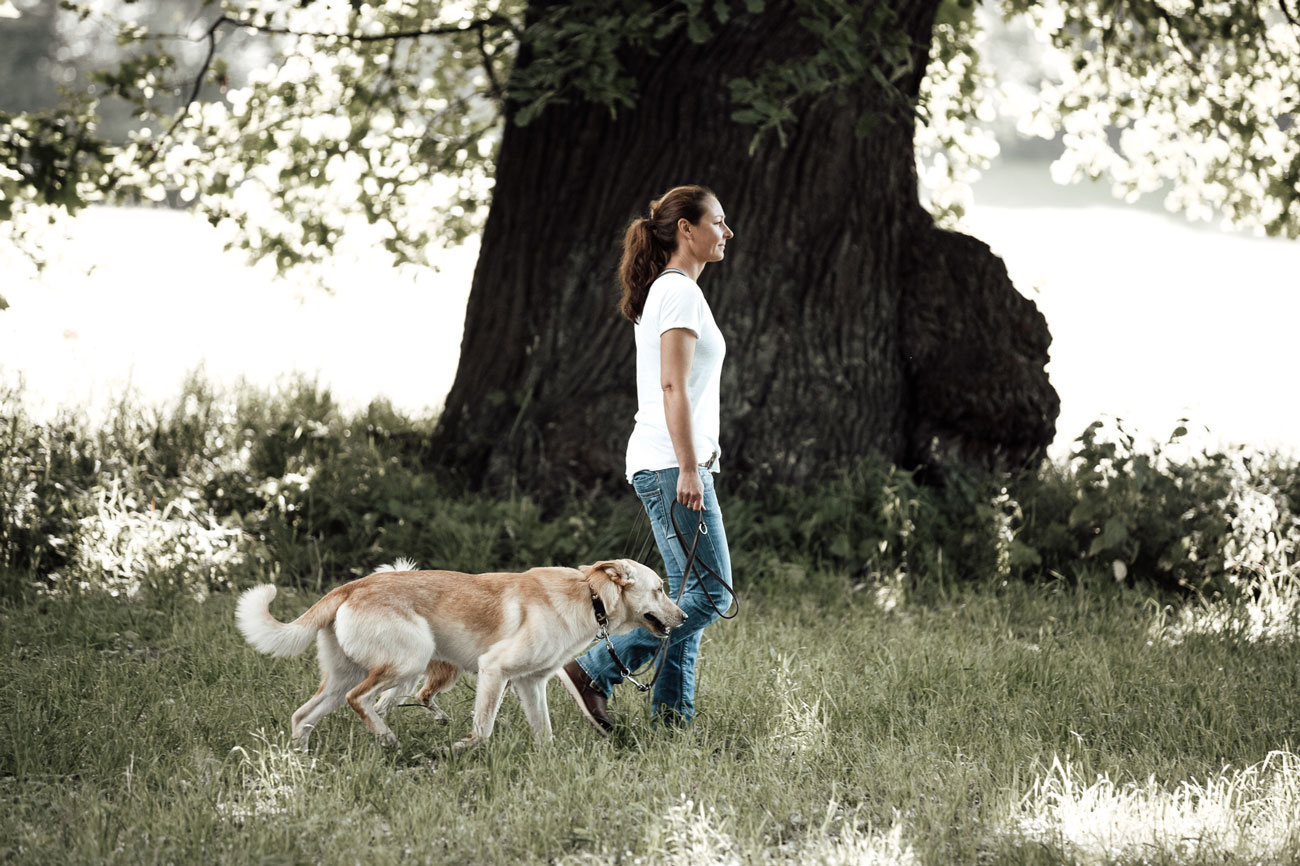 hundetraining-hamburg-h1