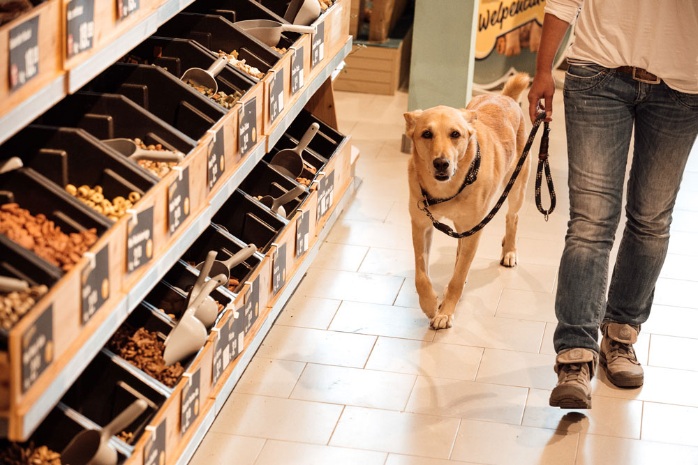 hundetraining-hamburg-n2