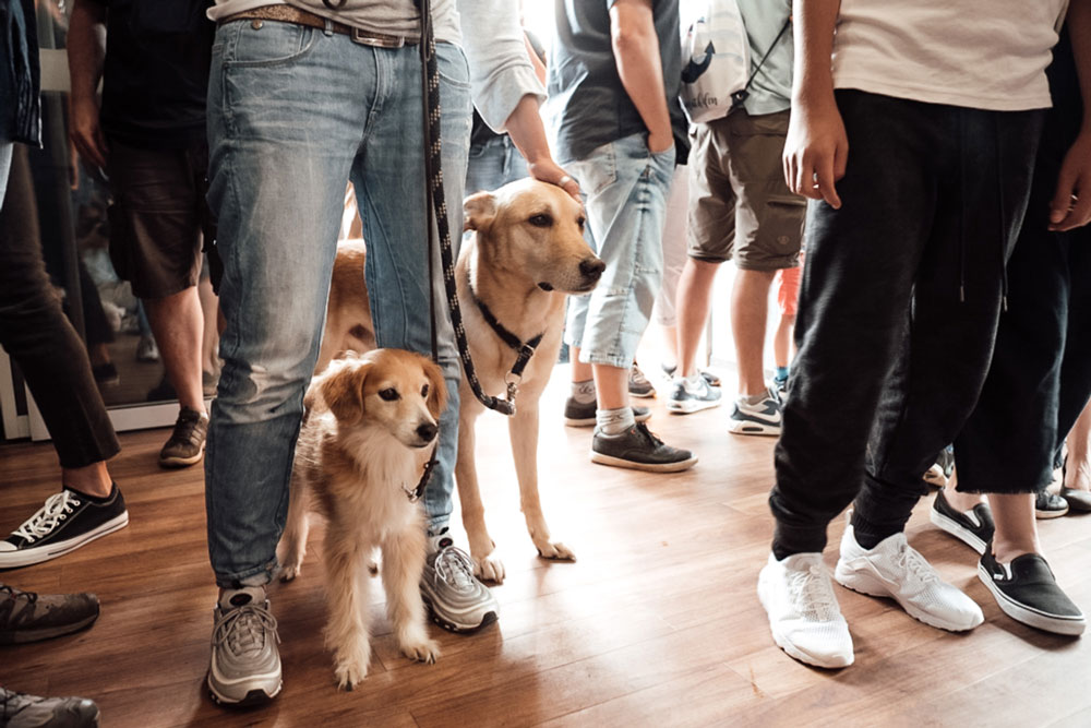 hundetraining-hamburg-n3