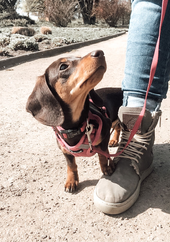 hundetraining-hamburg-n4