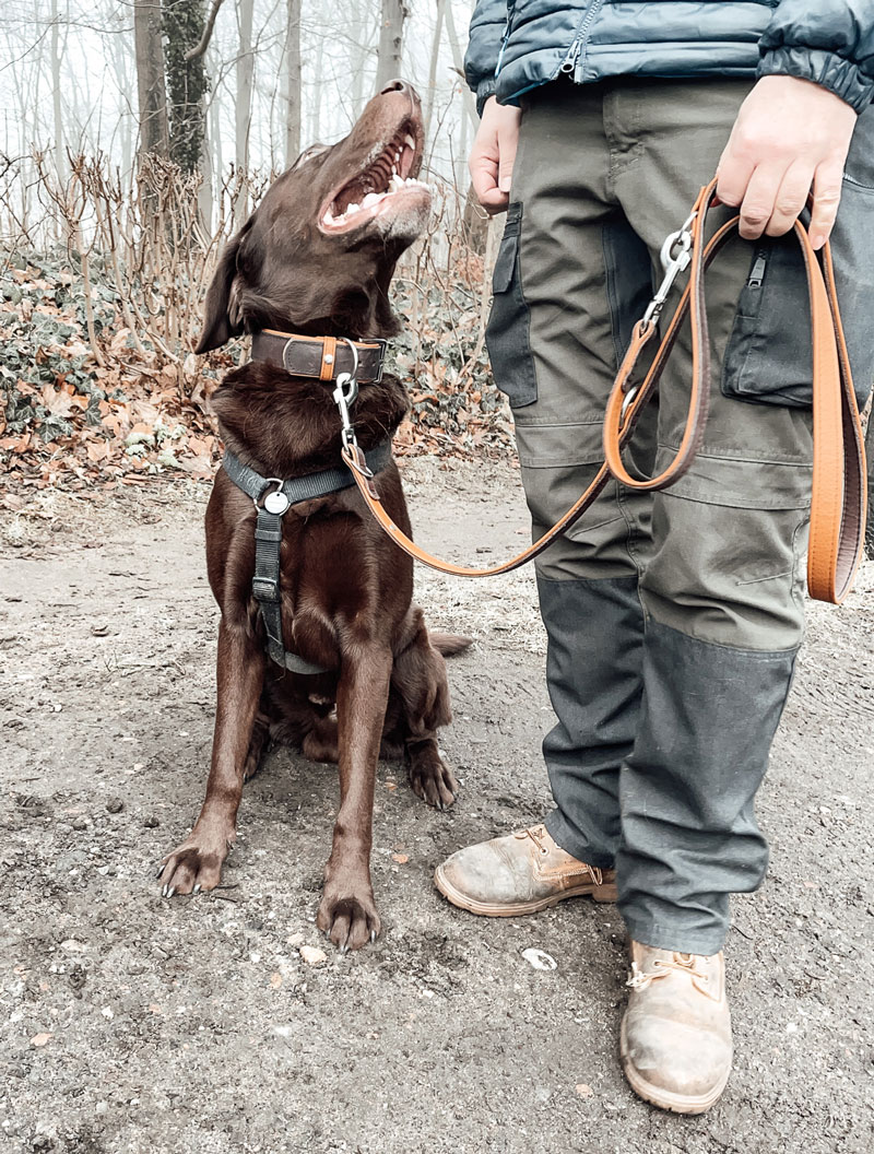 hundetraining-hamburg-n5