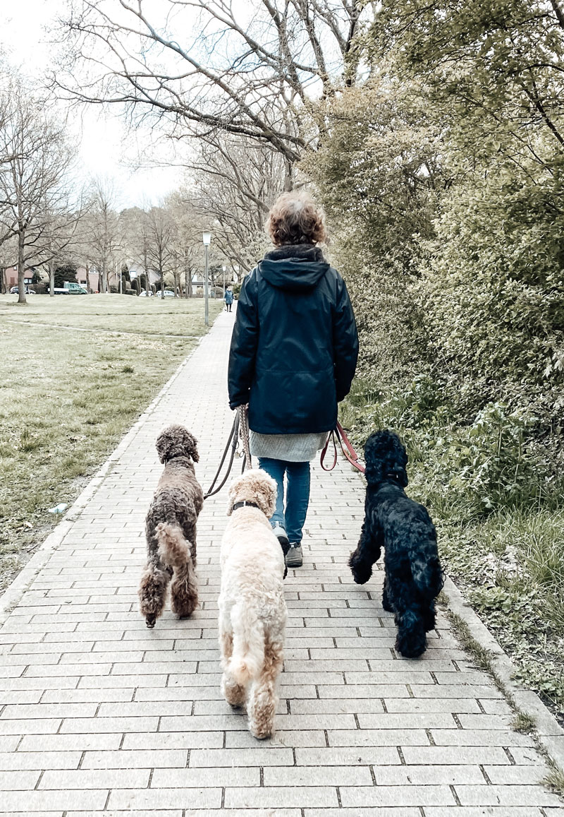 hundetraining-hamburg-n6
