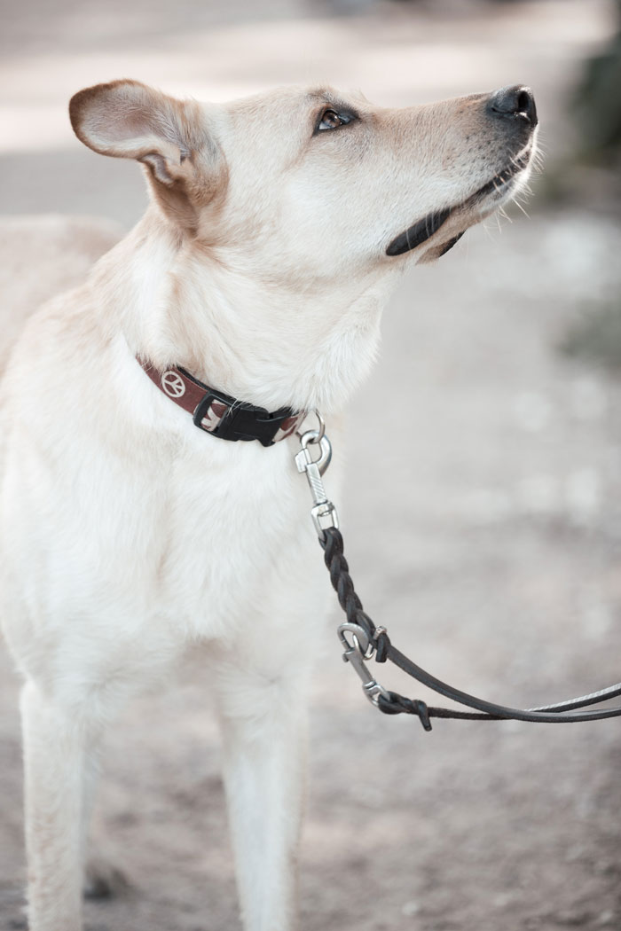 hundetraining-hamburg-n7