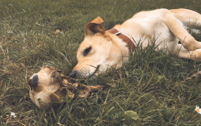 Hund müsste man sein. Oder?