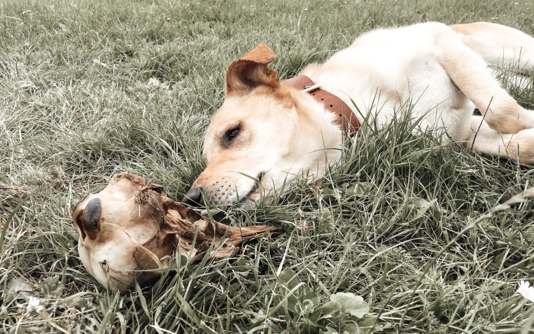 Hund müsste man sein. Oder?