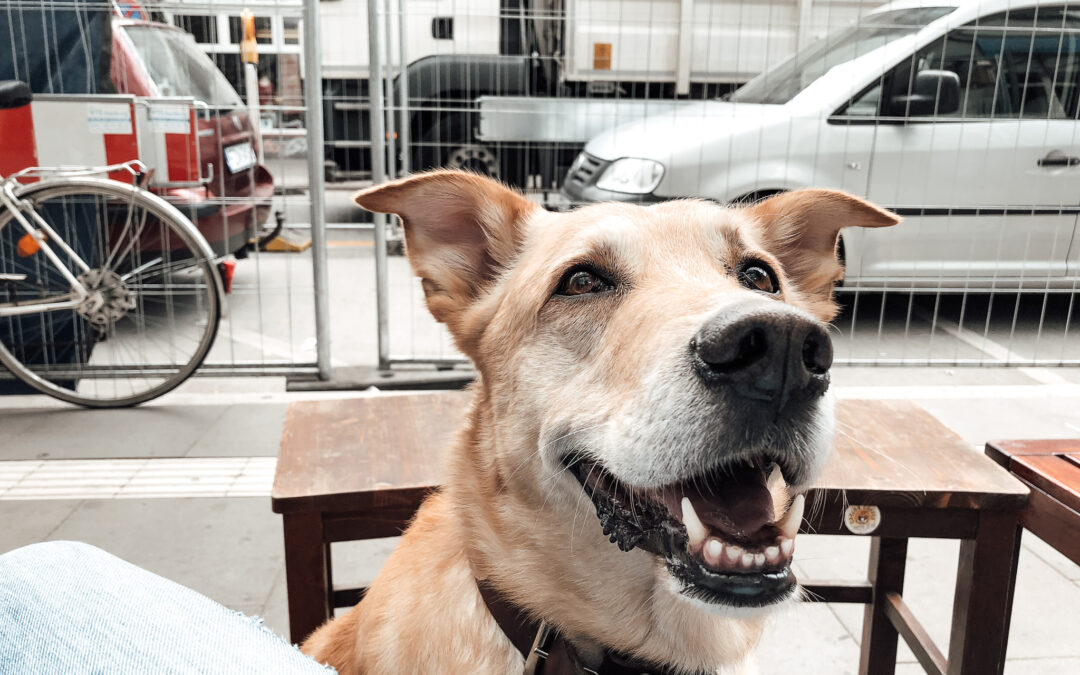 Klare Kommunikation mit Hund