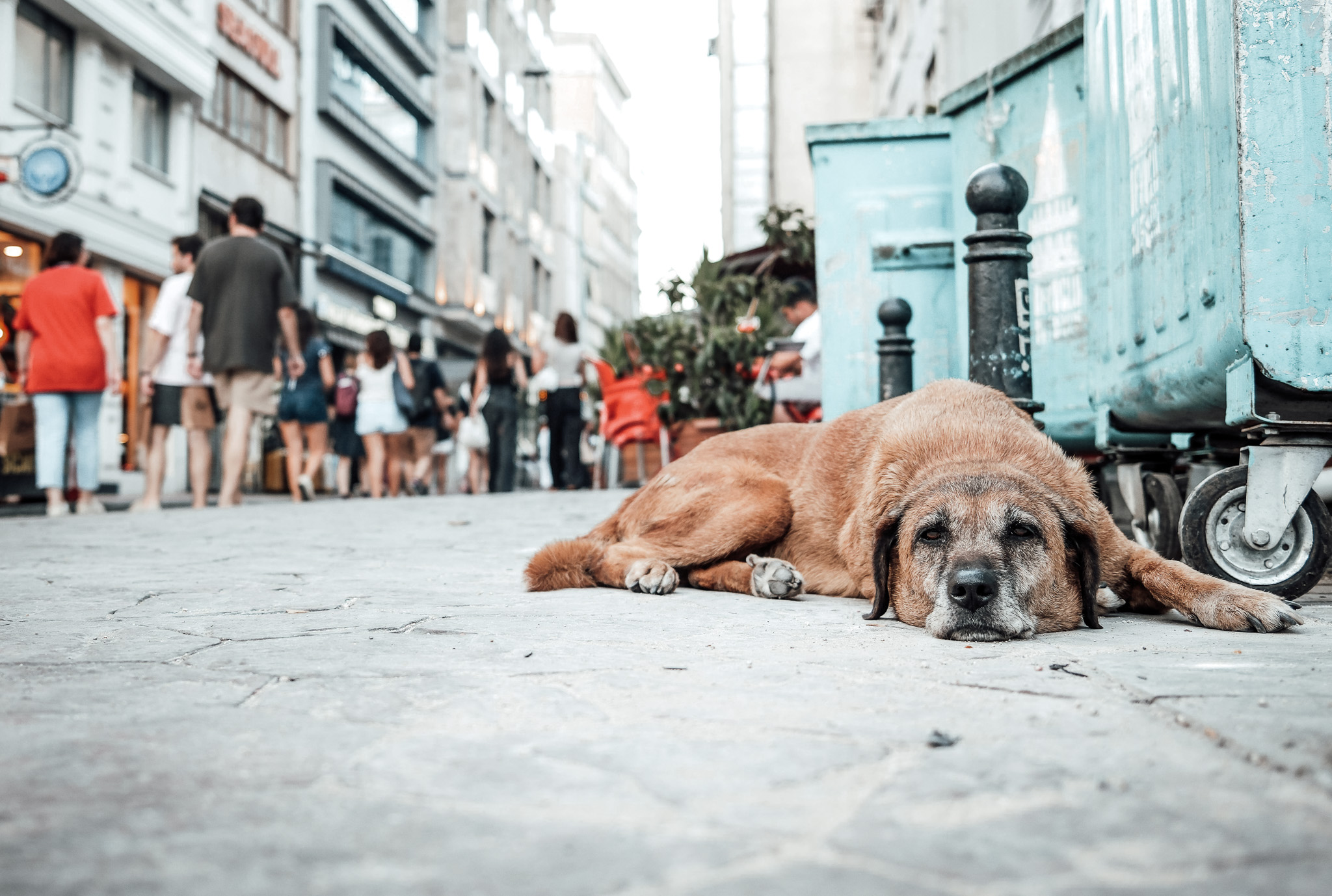 Ein Straßenhund ruht auf einem Gehweg in Istanbul zwischen Müllcontainern und Menschen.