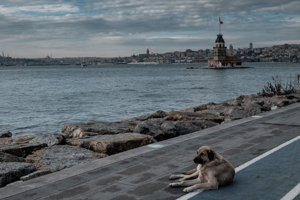 Ein Straßenhund am Bosporus mit Istanbul im Hintergrund.