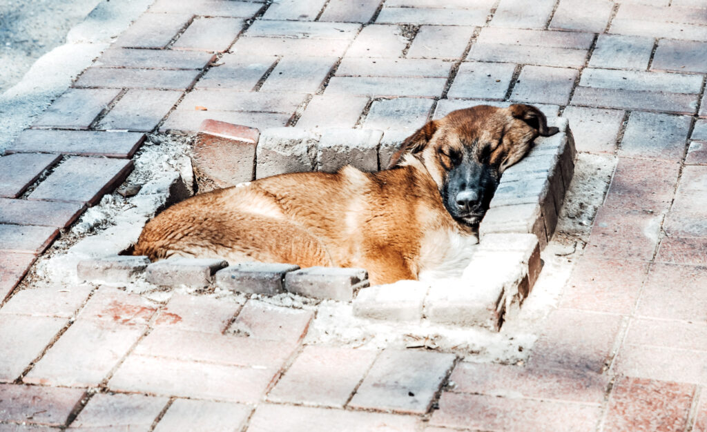 Ein Straßenhund schläft in einer Mulde zwischen Gehwegsteinen in Istanbul.