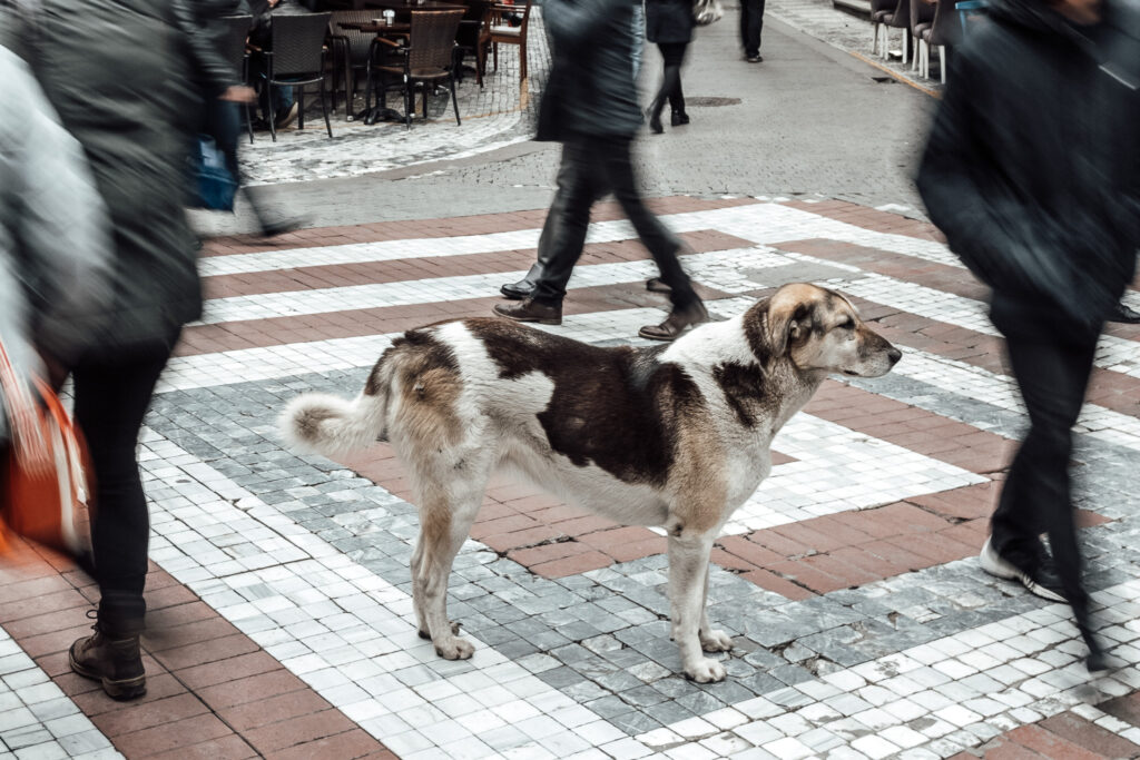 Ein Straßenhund auf einem Platz in Istanbul, umgeben von Passanten.