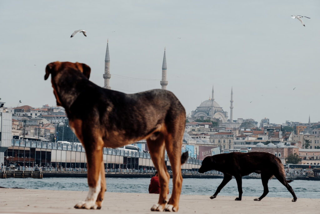 Zwei Straßenhunde vor der Kulisse von Istanbul mit Moschee und Bosporus.