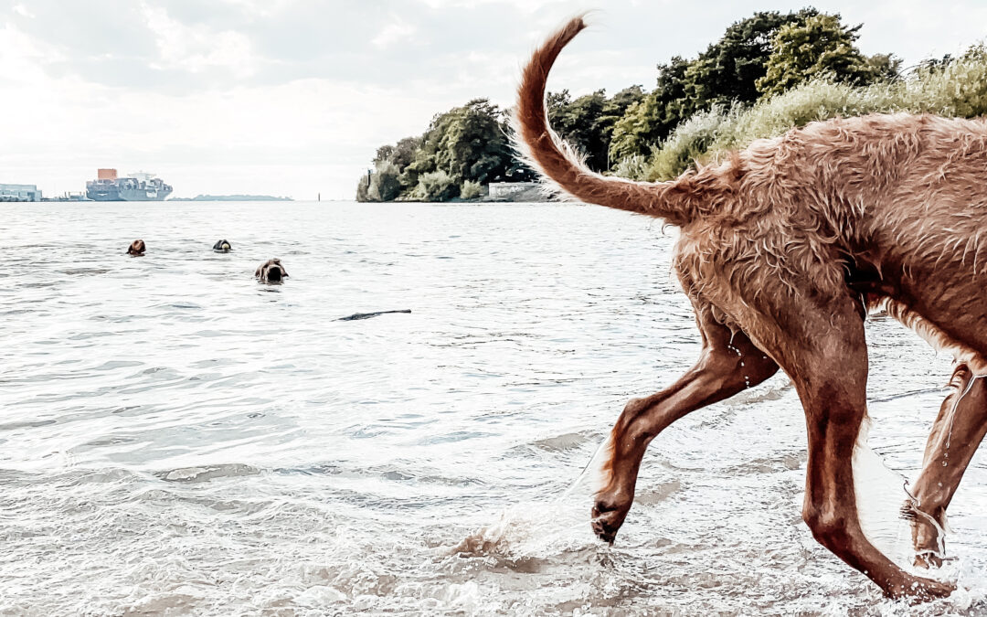 Das Gegenteil von „Sitz“ – Weil Haltung nicht heißt, einfach sitzen zu bleiben