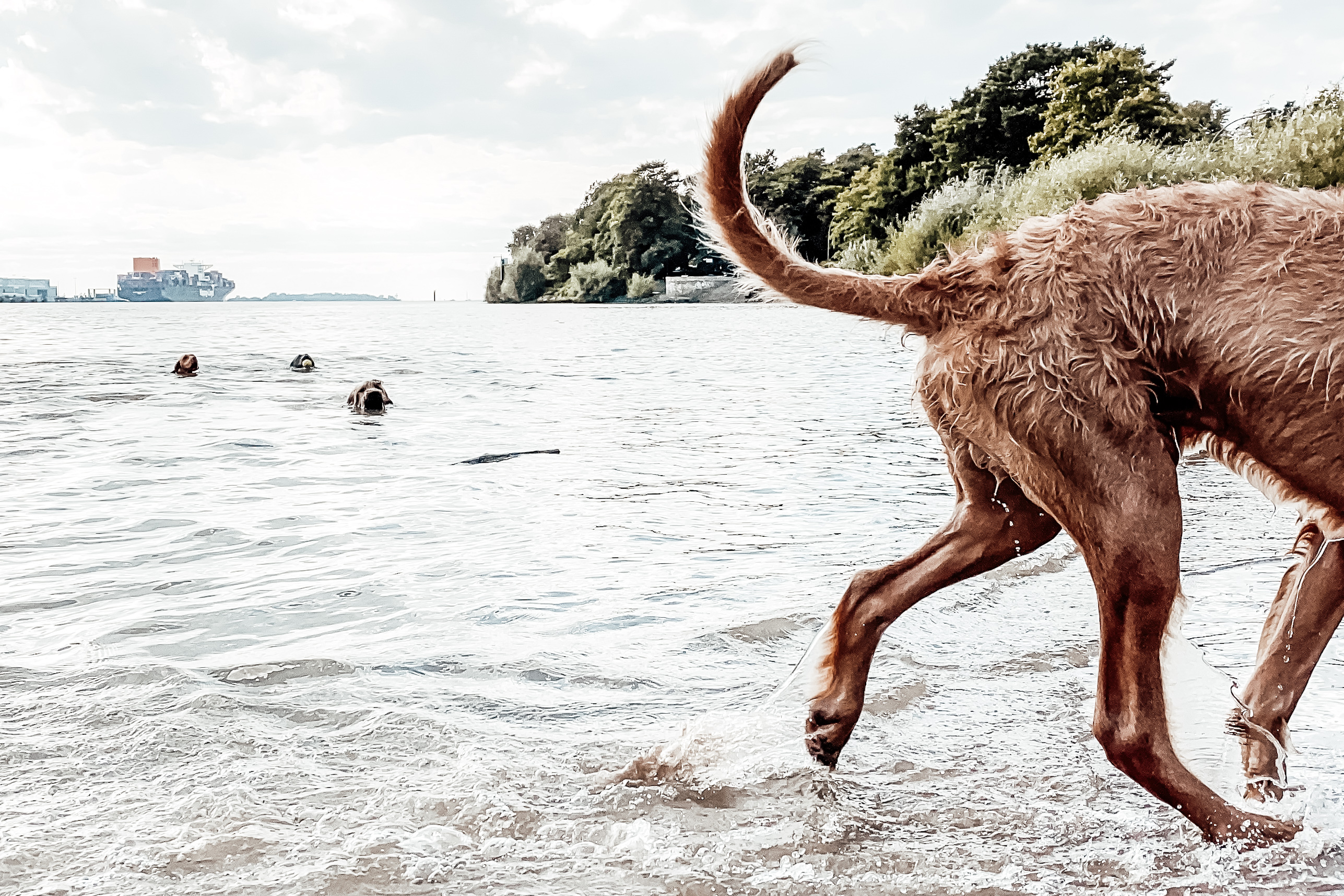 Ein Hund rennt aus dem Wasser, andere schwimmen – Sinnbild für Bewegung, nicht Stillstand.