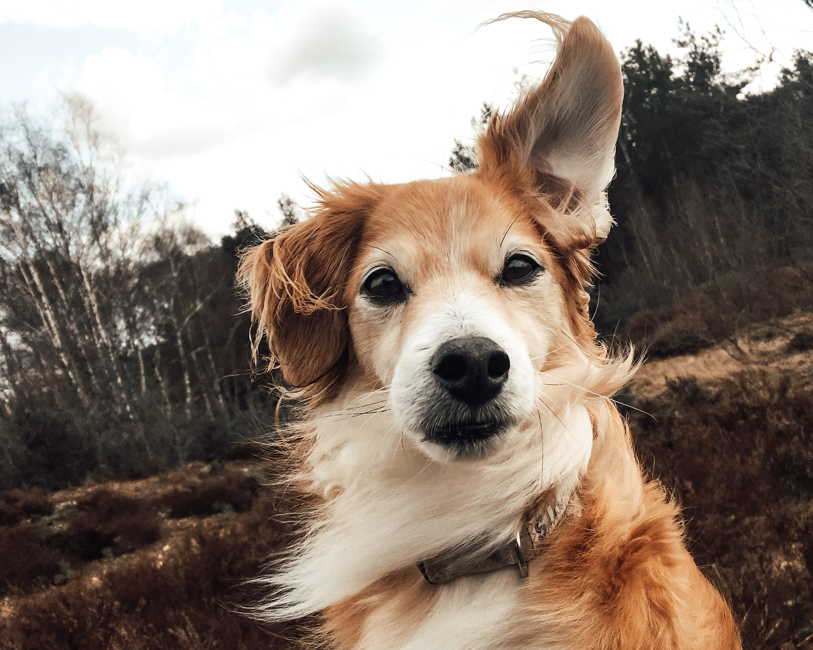 Hund Gringo blickt aufmerksam in die Kamera, ein Ohr ist aufgestellt – wach, präsent und bereit, zuzuhören