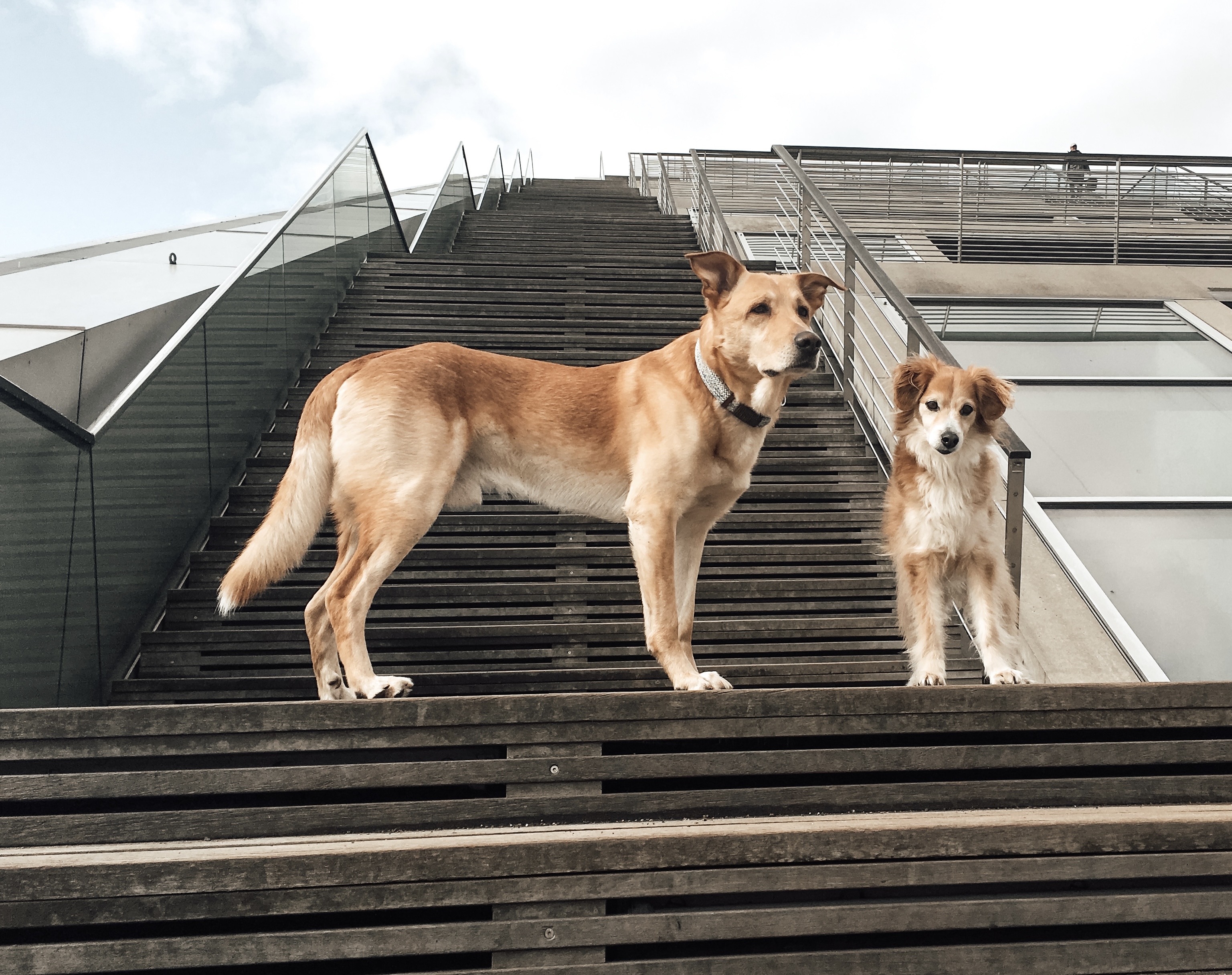 Die Hunde Gringo und Natas stehen nebeneinander auf der Dockland-Treppe in Hamburg und blicken nach vorn – ruhig, aufmerksam und in vollem Vertrauen