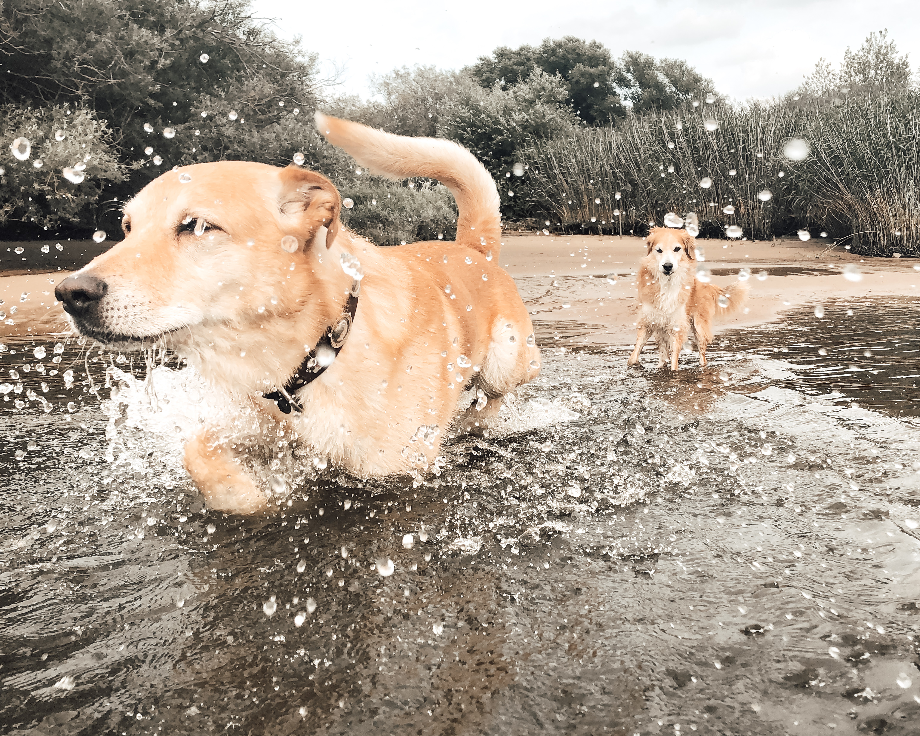 Zwei Hunde laufen durch flaches Wasser, Tropfen spritzen auf – ein Moment von Bewegung, Mut und Neubeginn