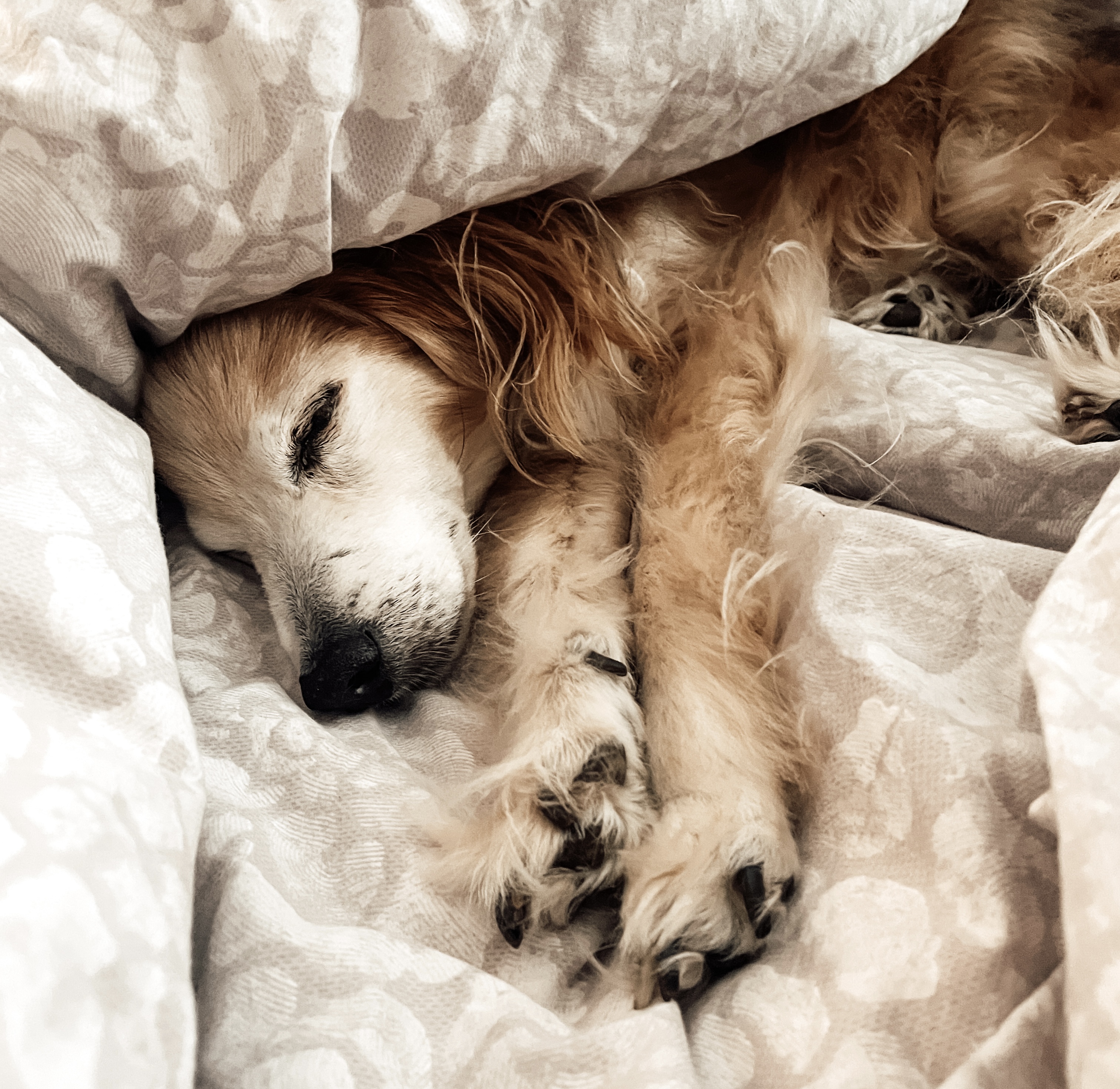 Seniorhund Gringo schläft friedlich im Bett unter einer beigen, leicht gemusterten Decke – ein Moment, der Zeit spürbar macht