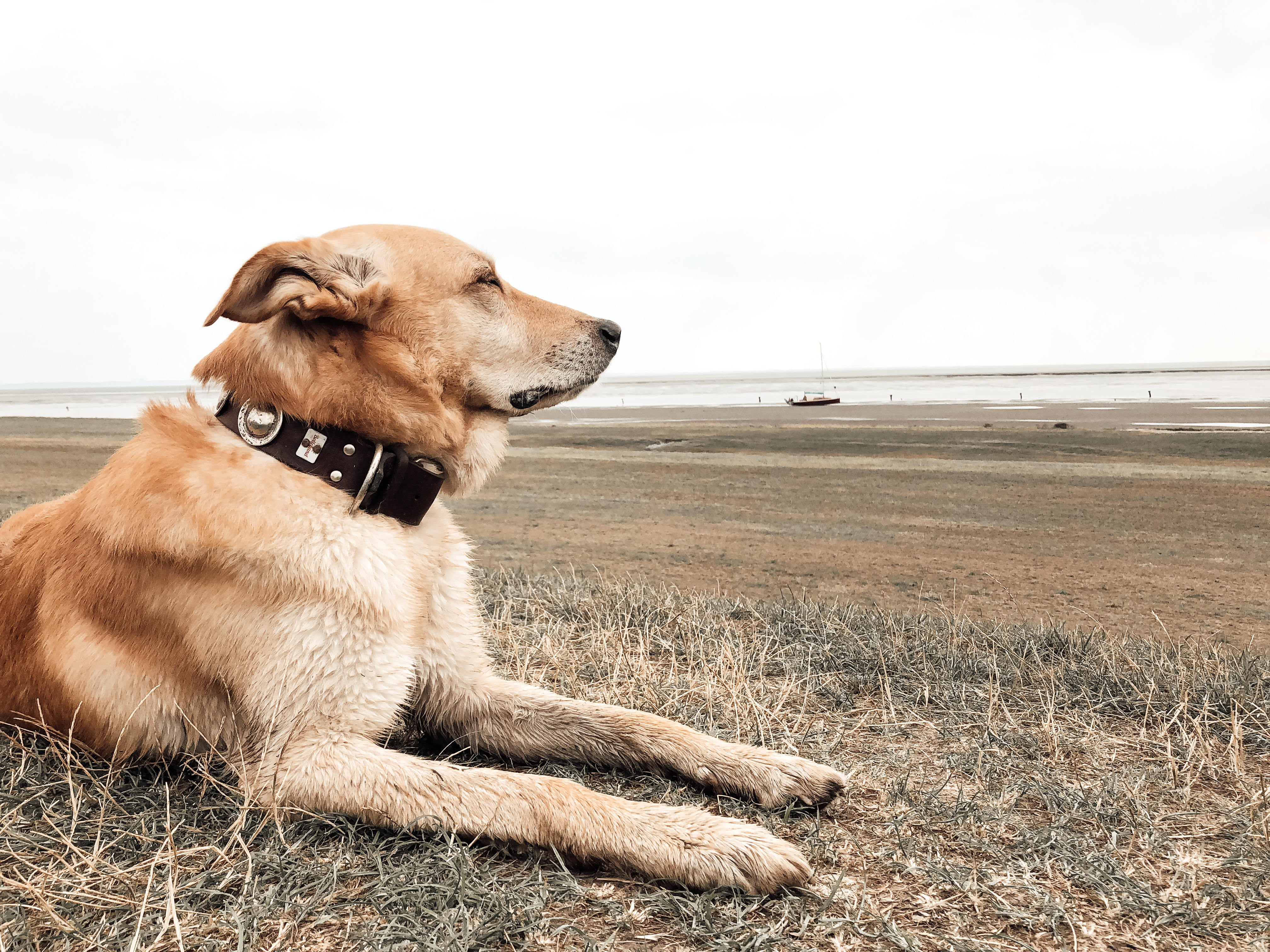 seniorhund-natas-lebenszeit-wattenmeer.jpg Seniorhund Natas liegt am Wattenmeer und blickt in die Ferne – eine ruhige Szene am Strand