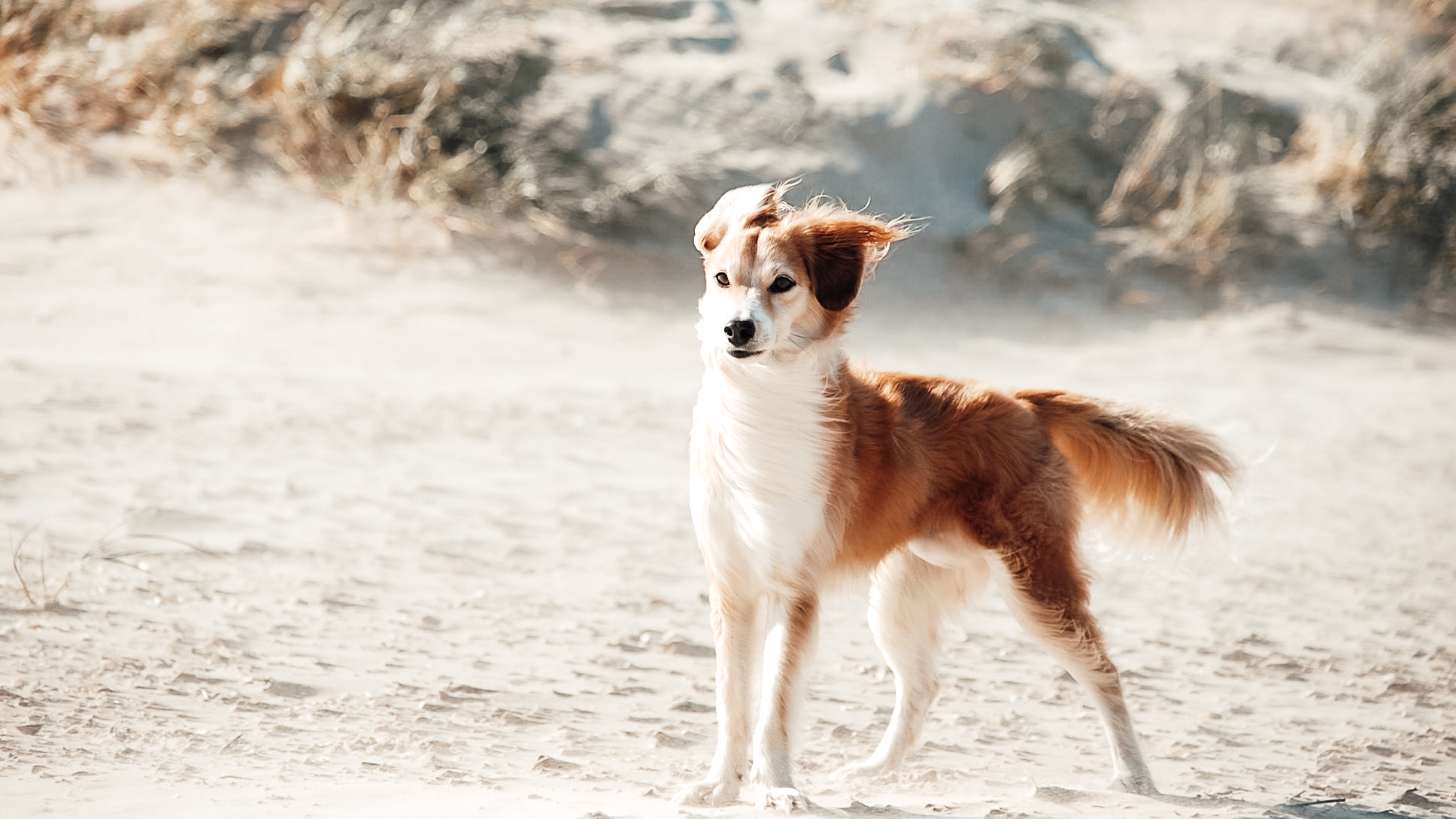 Ein Hund steht am Strand im Wind und blickt in die Ferne