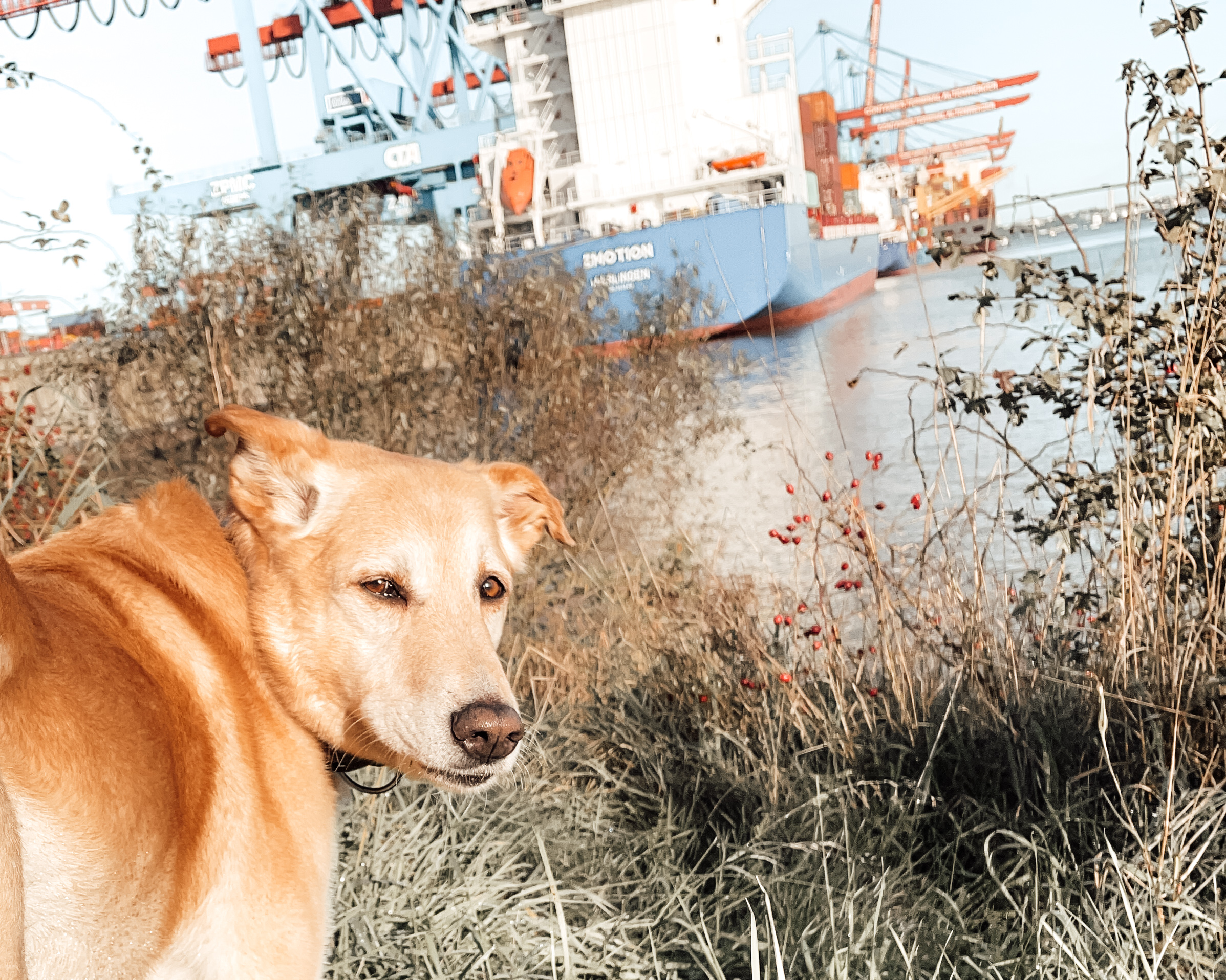 Ein Hund vor einem Containerschiff im Hamburger Hafen 