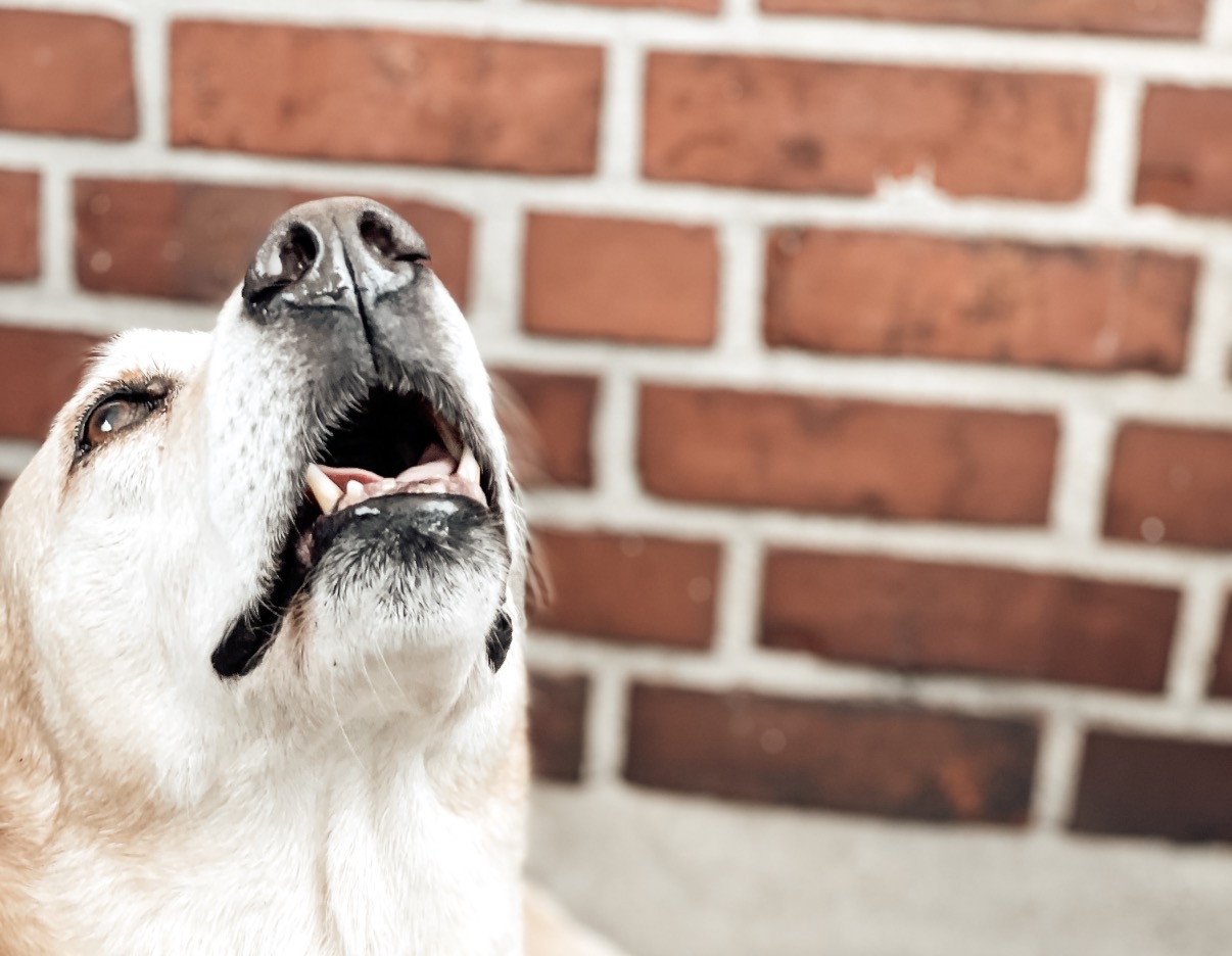Der Kopf eines Hundes vor einer Backsteinwand
