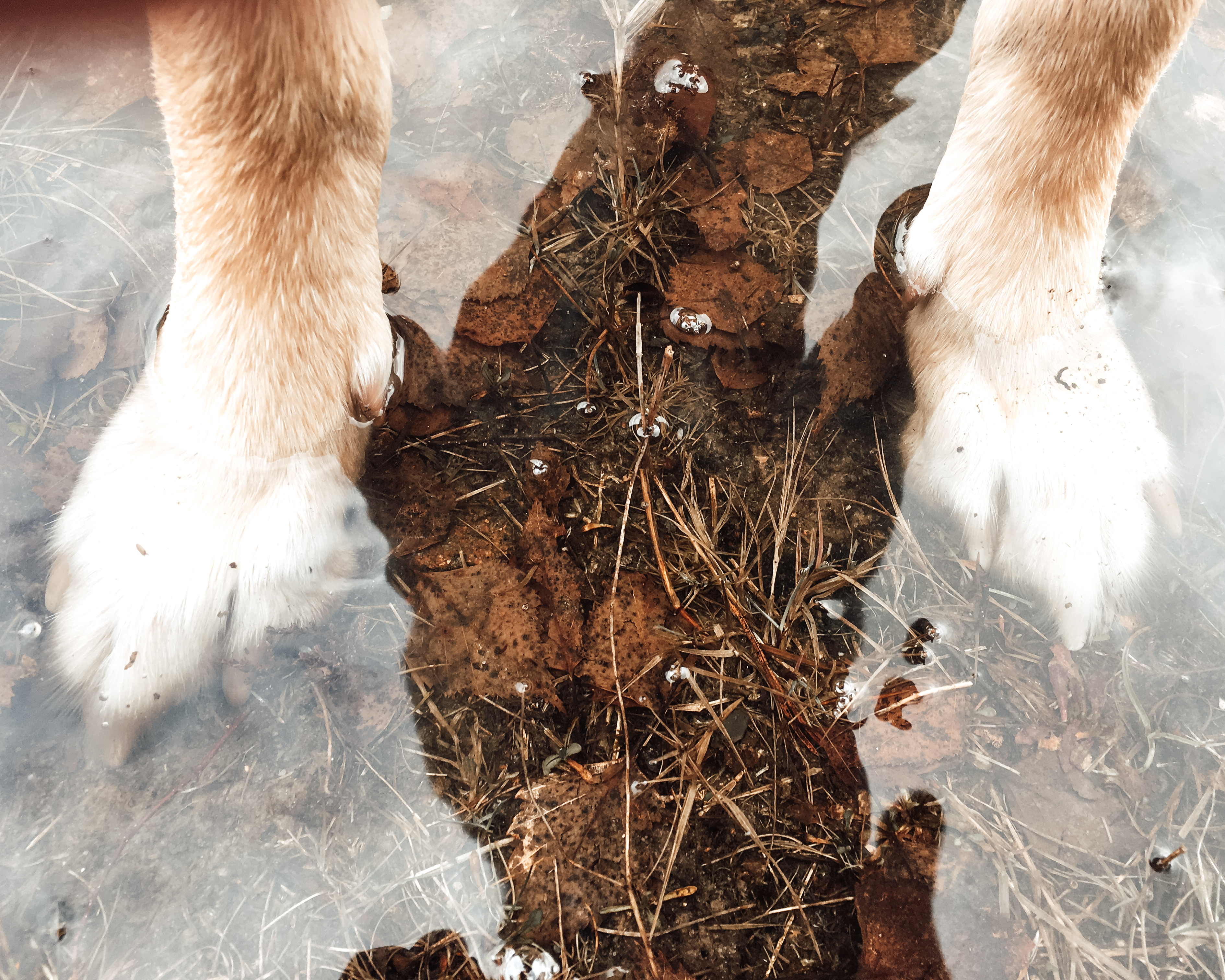 Hundepfoten in einer Pfütze mit Spiegelung an der Oberfläche 