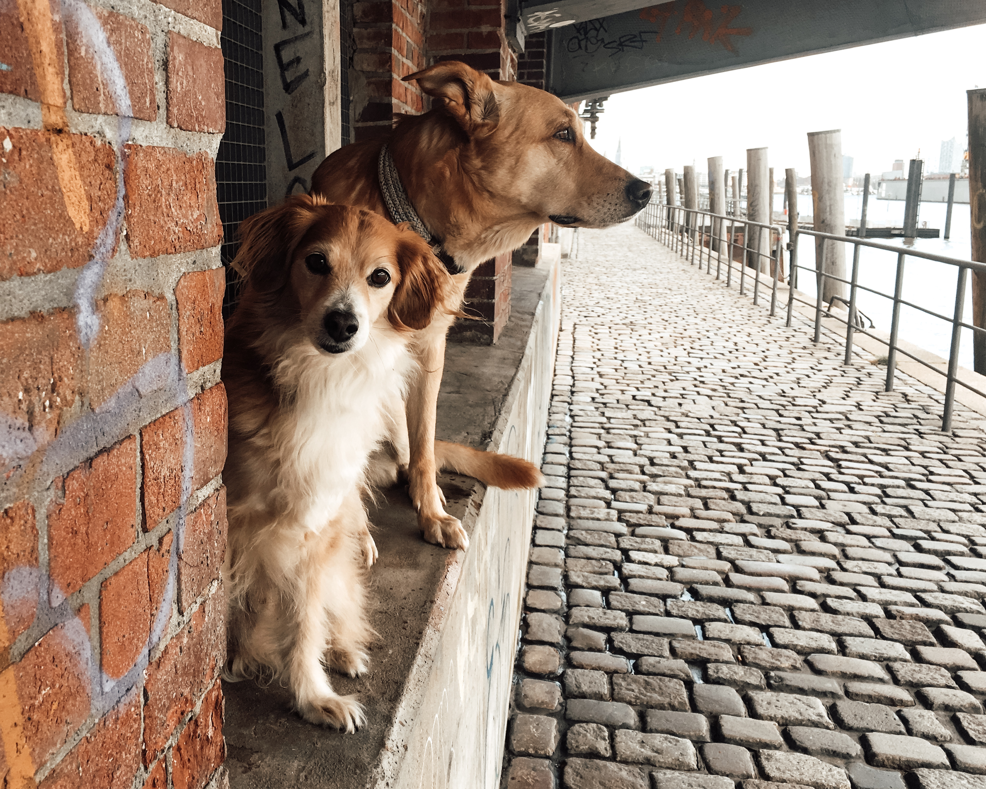 Zwei Hunde stehen auf einem Absatz unter einer Unterführung, einer blickt in die Kamera, der andere zur Elbe 