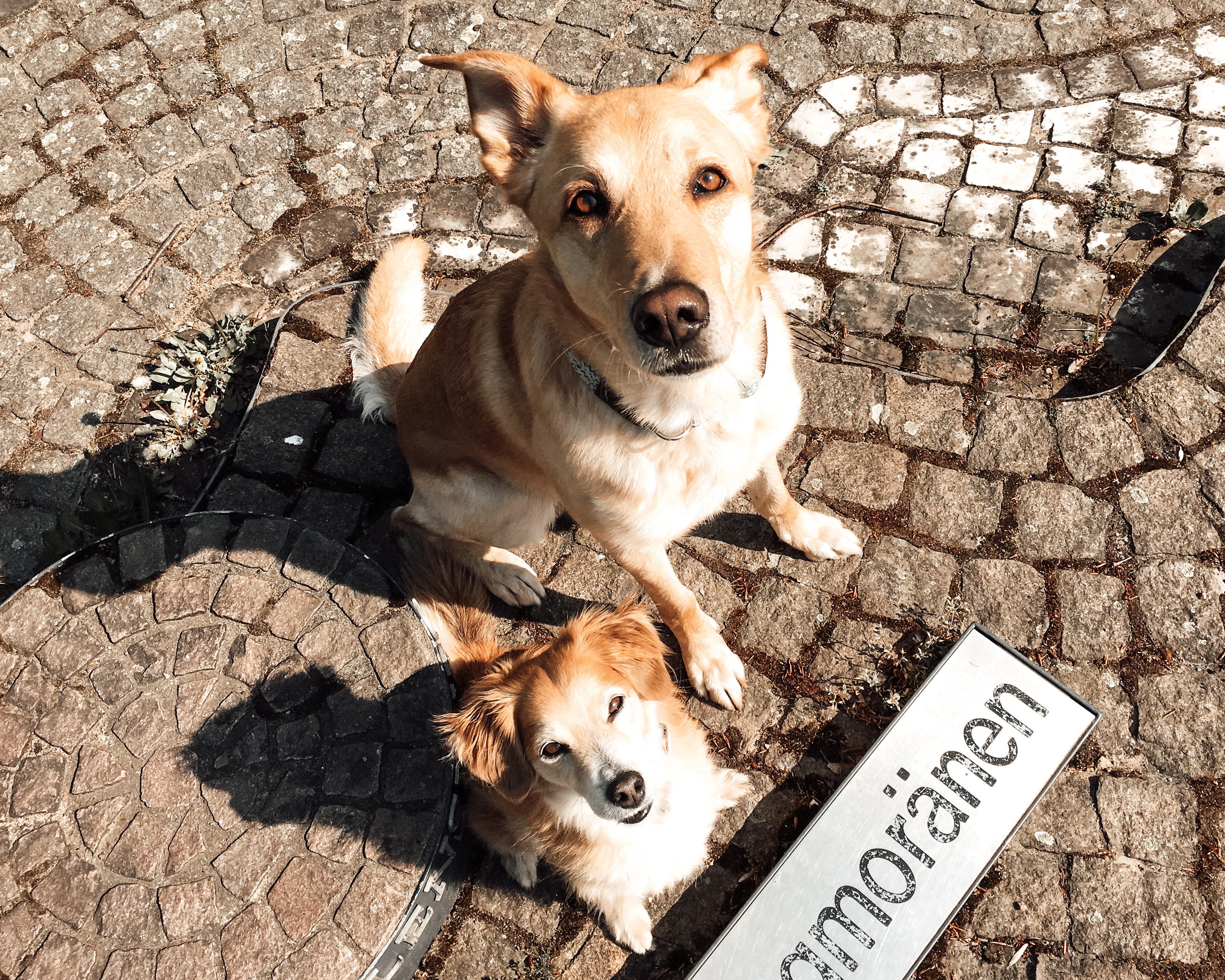 zwei-hunde-vor-informationsschild-jungmoränen Zwei Hunde sitzen vor einem Informationsschild mit der Aufschrift Jungmoränen