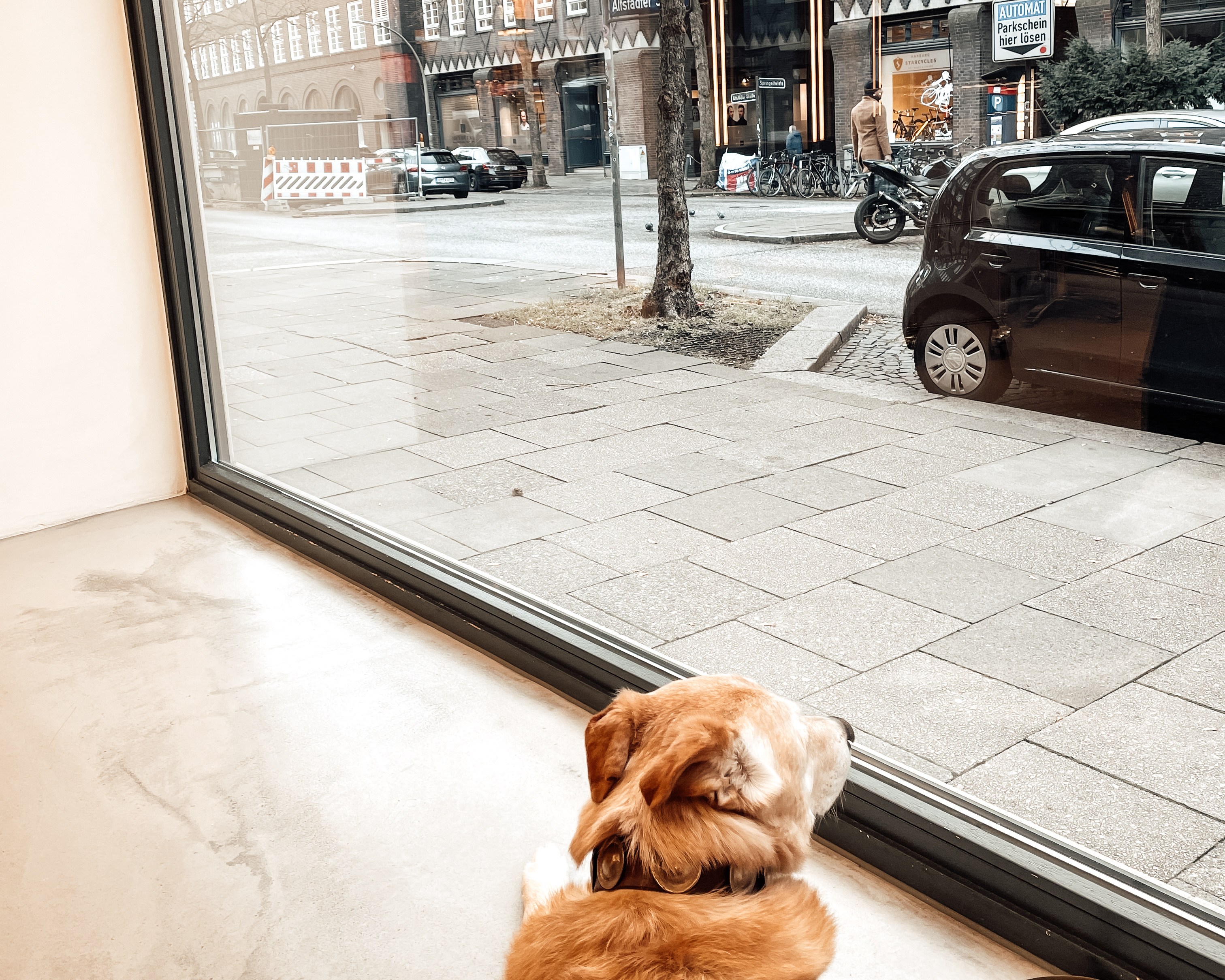 Ein Hund liegt vor einem Fenster und blickt nach draußen 