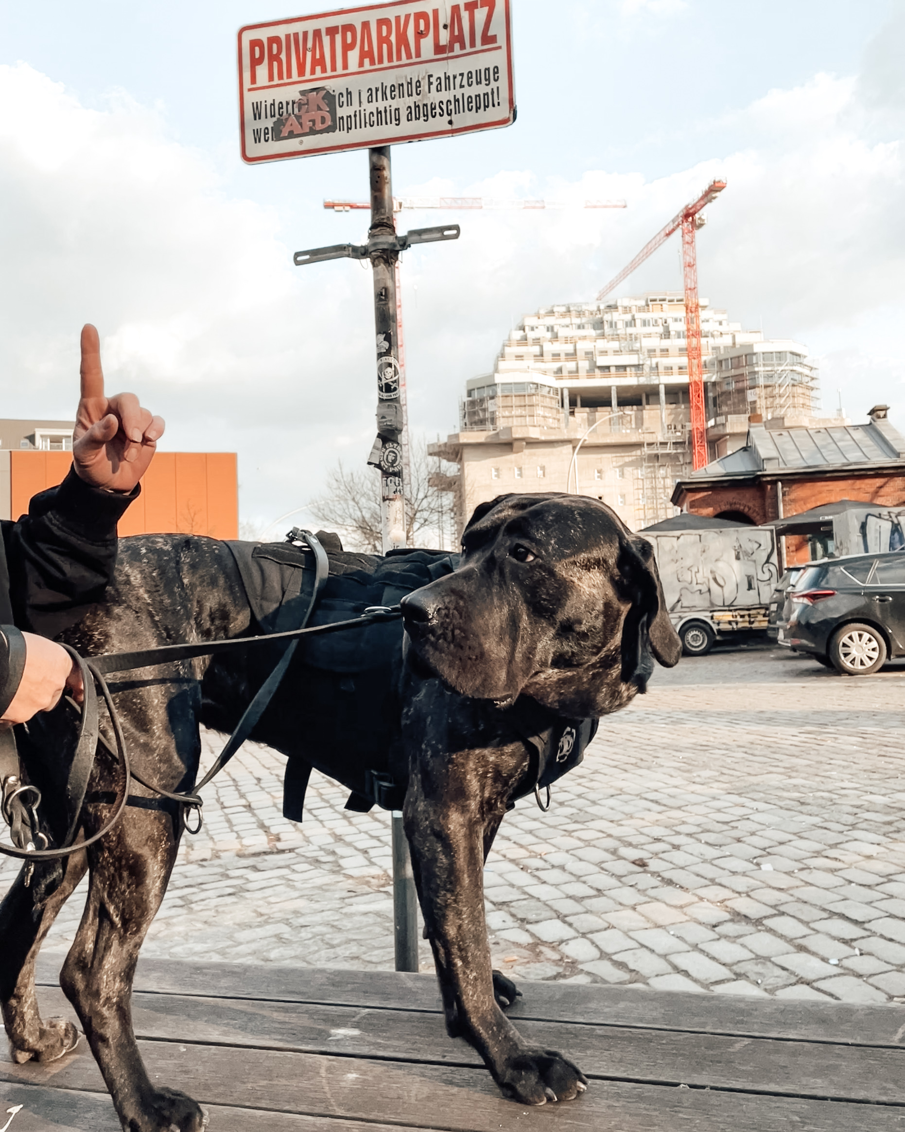 Ein erhobener Zeigefinger als Sichtzeichen im Hundetraining mit einem Presa-Canario-Hund, im Hintergrund der Bunker in Hamburg.