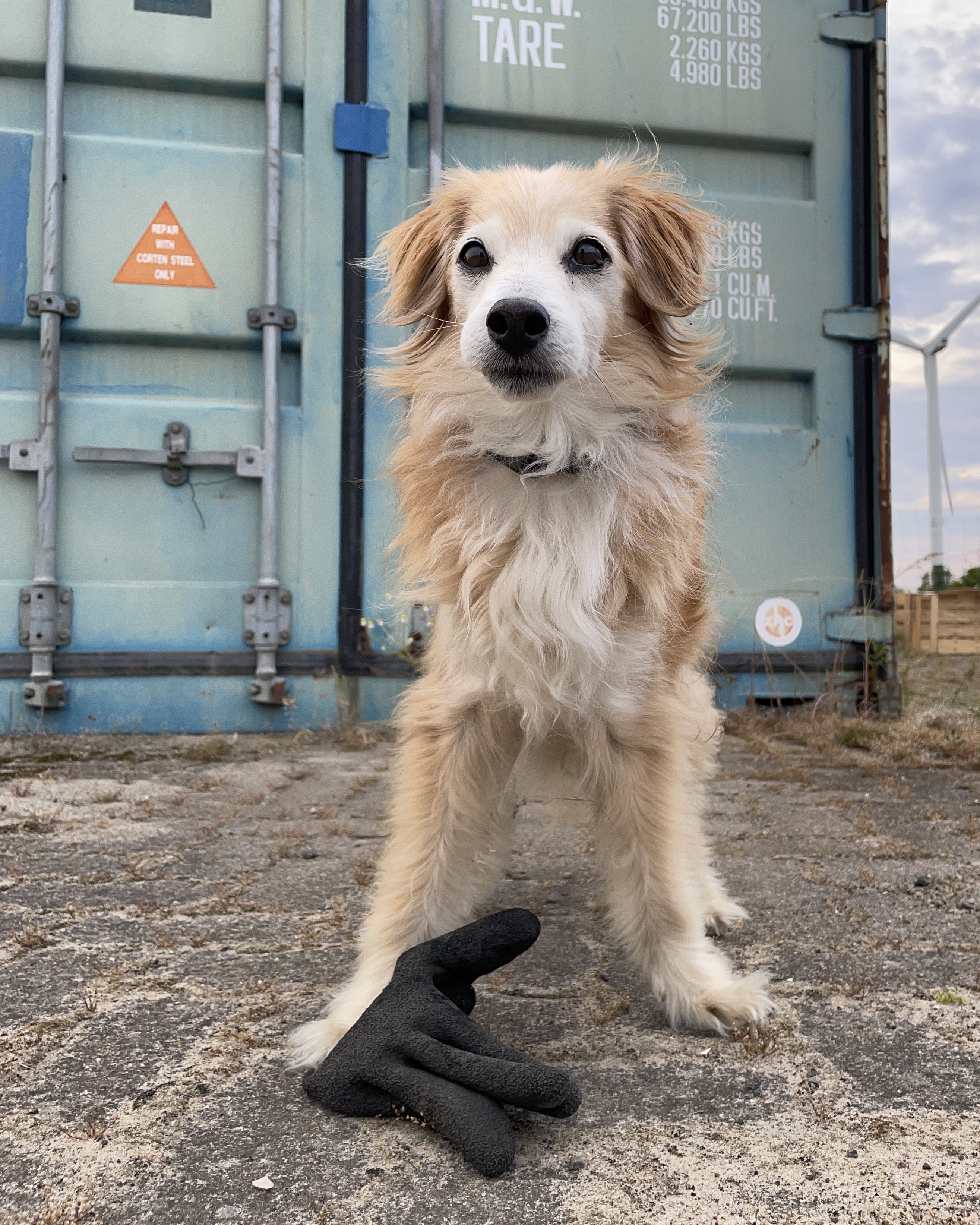 Ein Hund steht vor einem Container, vor ihm liegt ein schwarzer Gummihandschuh.