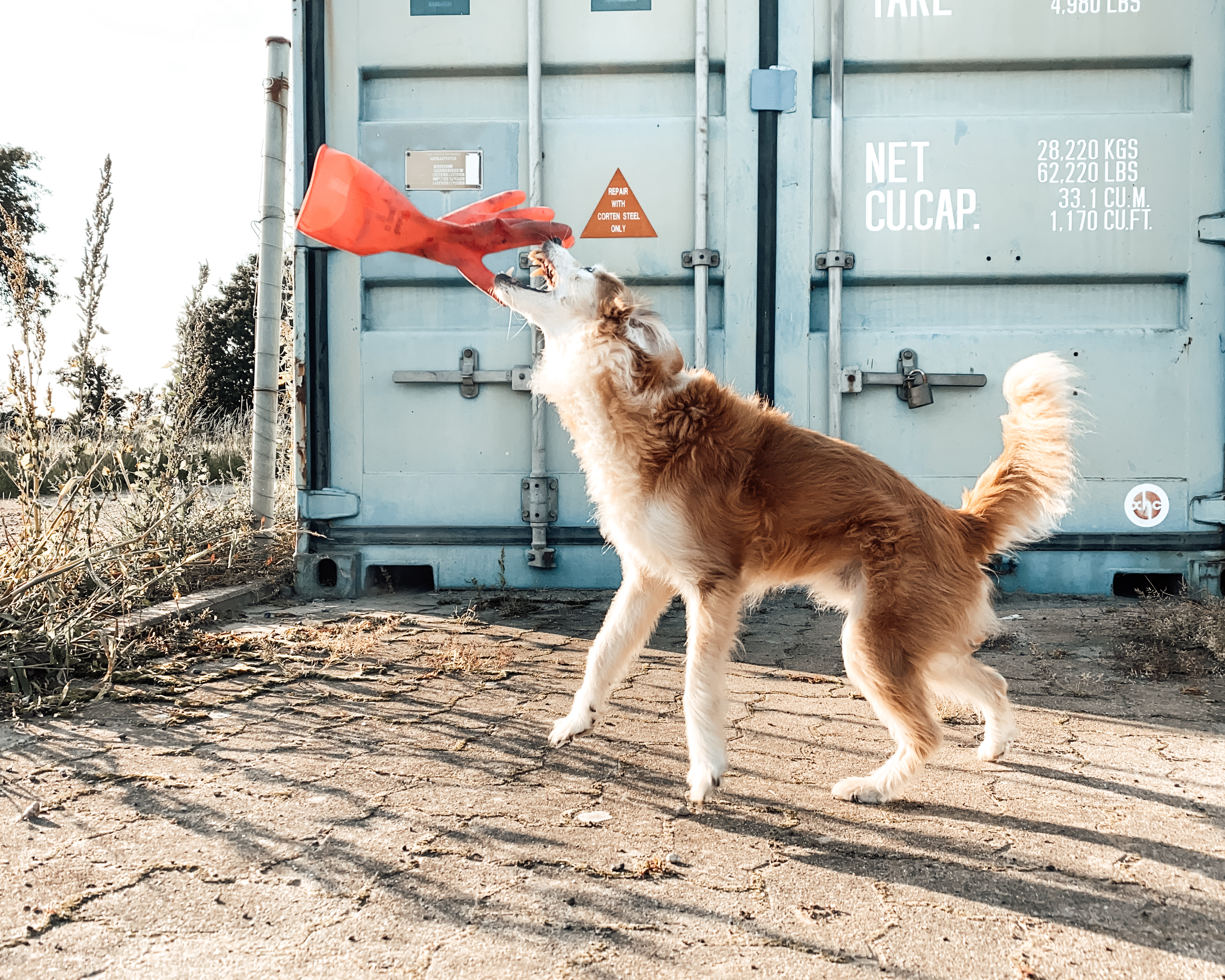 Ein Hund versucht, einen roten Gummihandschuh zu fangen, im Hintergrund ist ein Container aus dem Hamburger Hafen zu sehen.