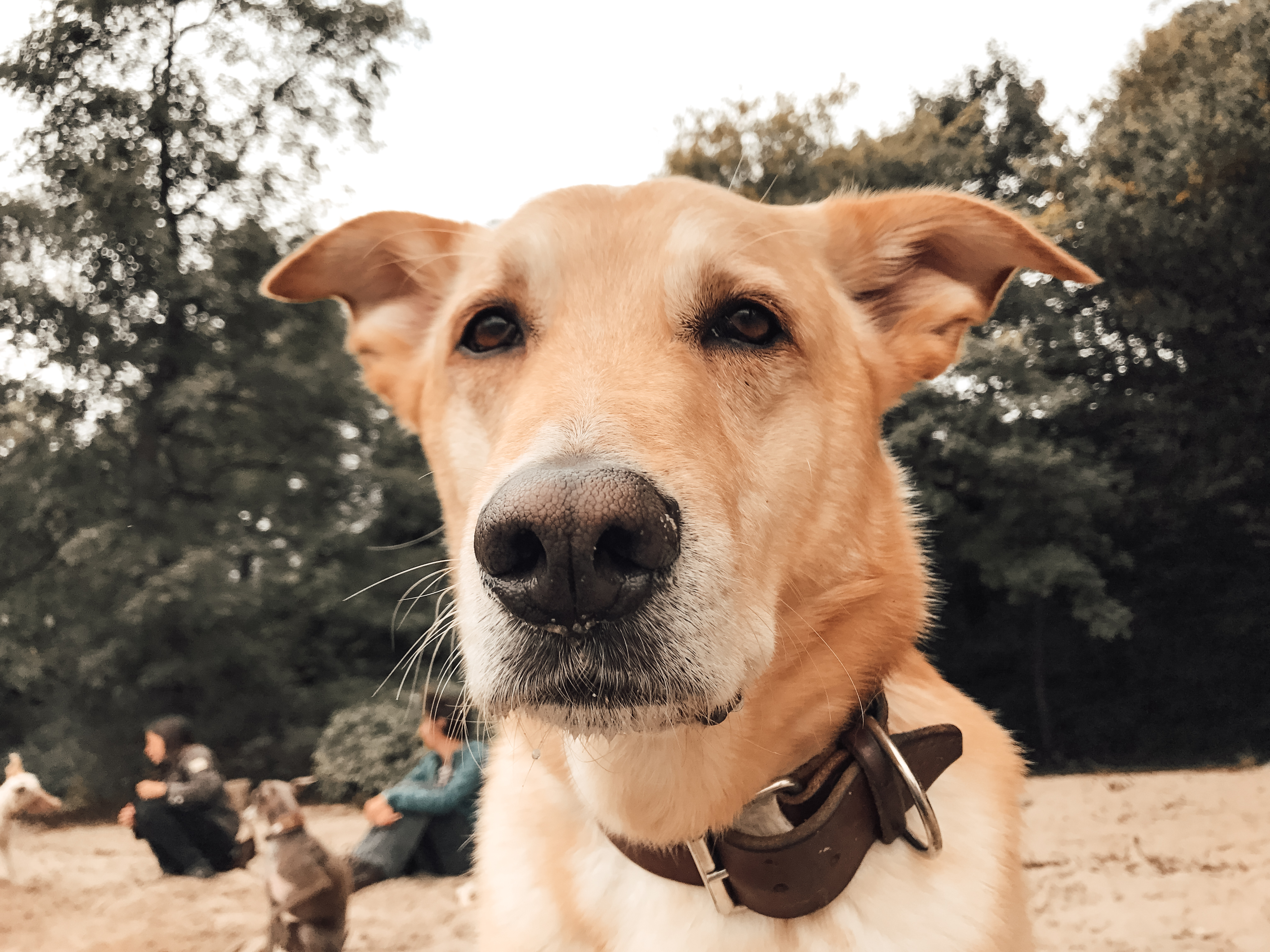 Ein Hund blickt am Strand direkt in die Kamera, während Menschen im unscharfen Hintergrund sitzen 